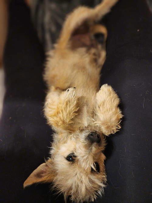 Enlarge Elliot, a Adoptable mixed breed in Grafton, WI image 1/3