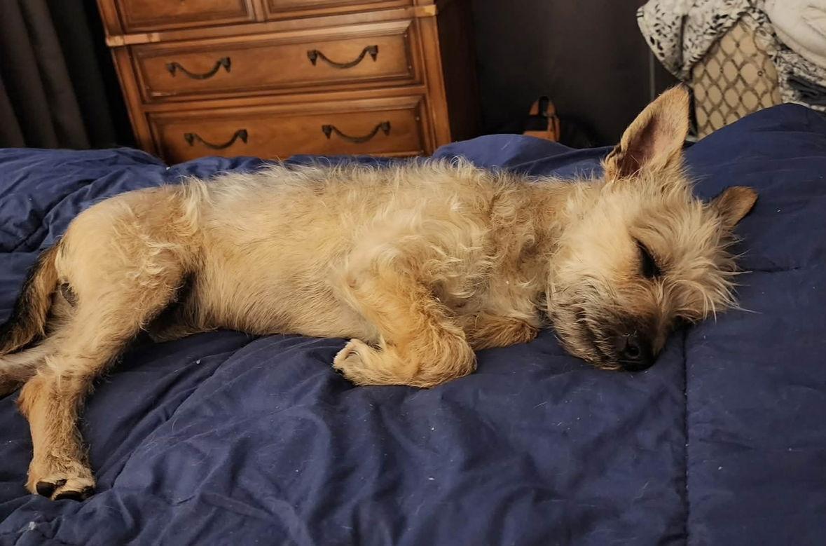 Elliot - ADOPTION IN PROCESS, Adoptable, Young Male Yorkshire Terrier & Schnauzer.