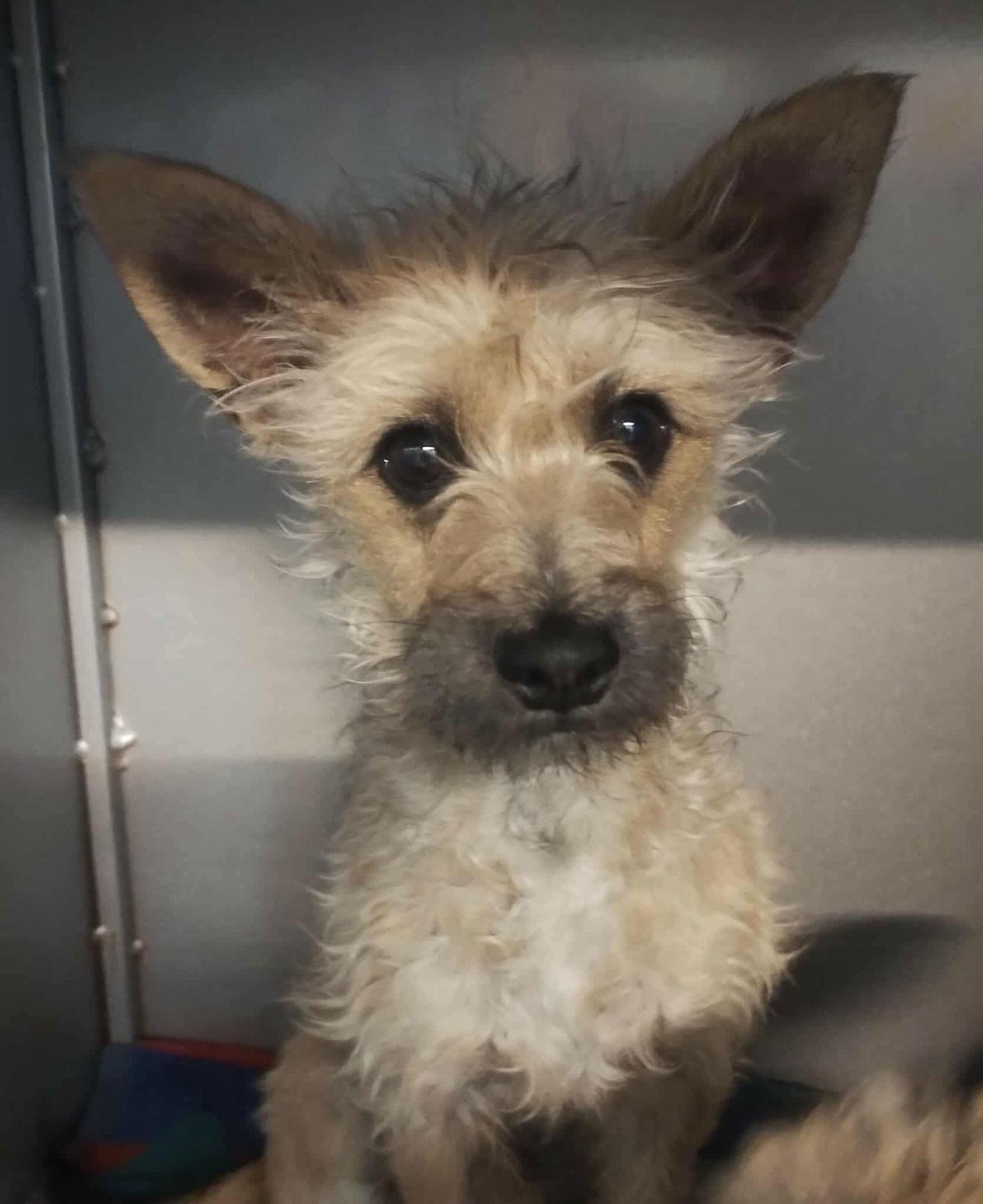 Enlarge Elliot, a Adoptable mixed breed in Grafton, WI image 3/3