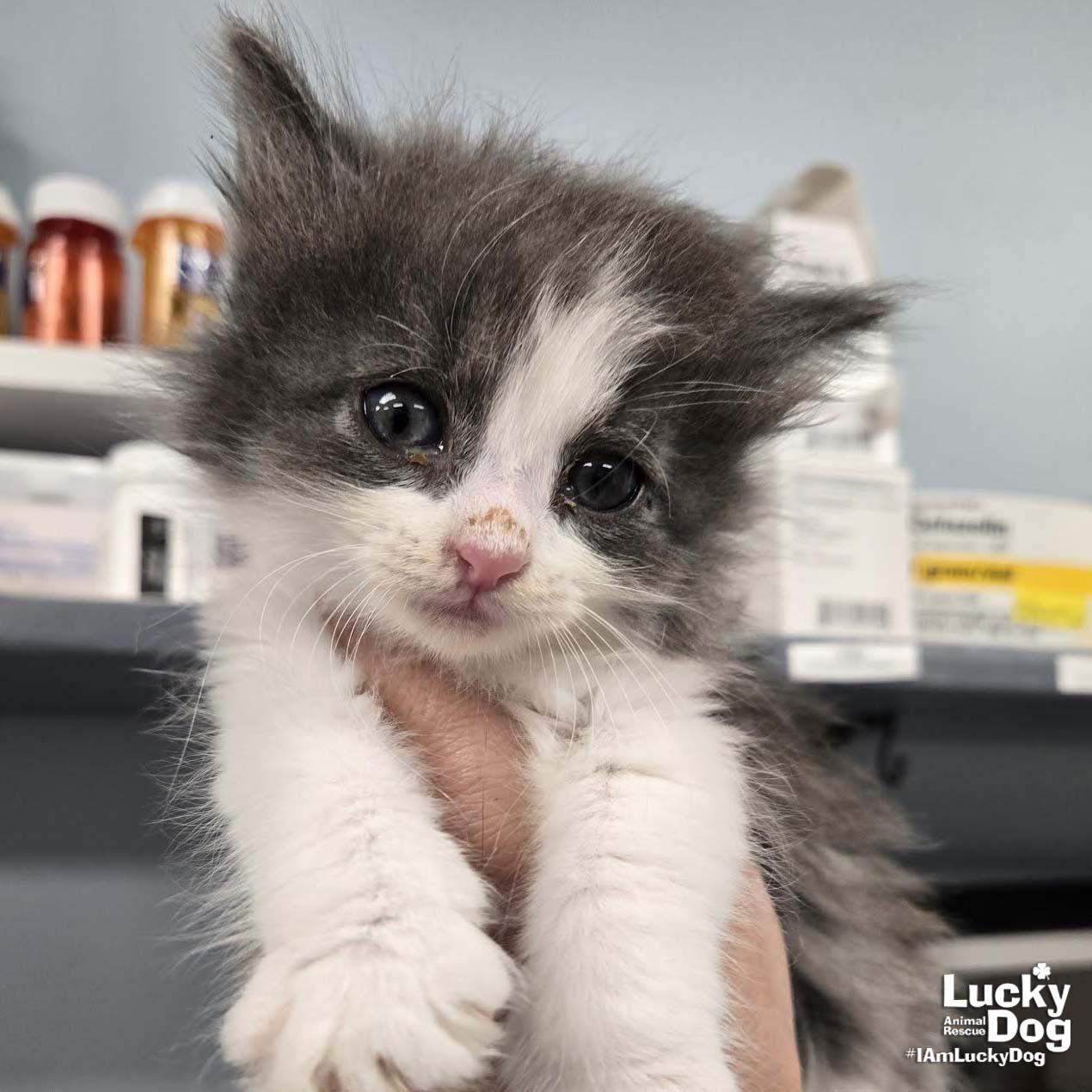 Little Strawberry, Adopted, Kitten Female Domestic Long Hair.