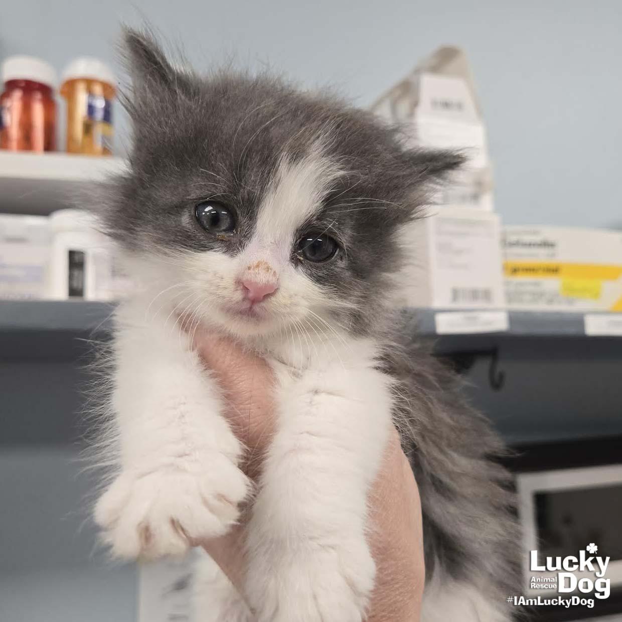 Little Strawberry, a Adopted Domestic Long Hair in Washington, DC image 2/2
