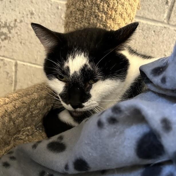 Enlarge Wendi, a Adoptable Domestic Short Hair in Ontario, CA image 1/1