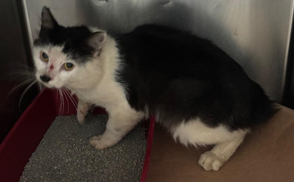 Enlarge Shade, a Adoptable mixed breed in Cartersville , GA image 1/1