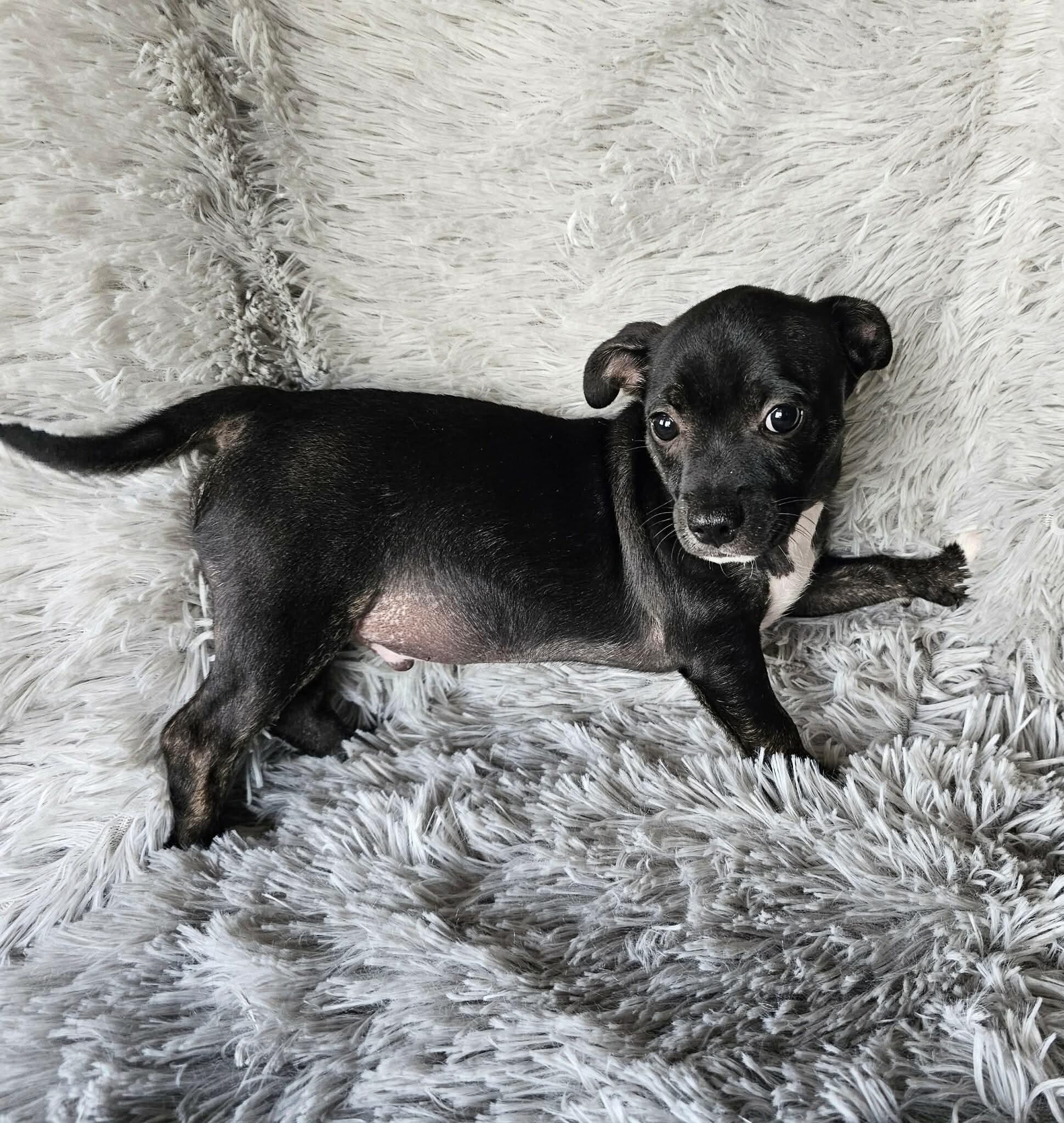 Enlarge Burrito (Jill’s Litter), an adoptable mixed breed in Chelsea, AL image 1/5