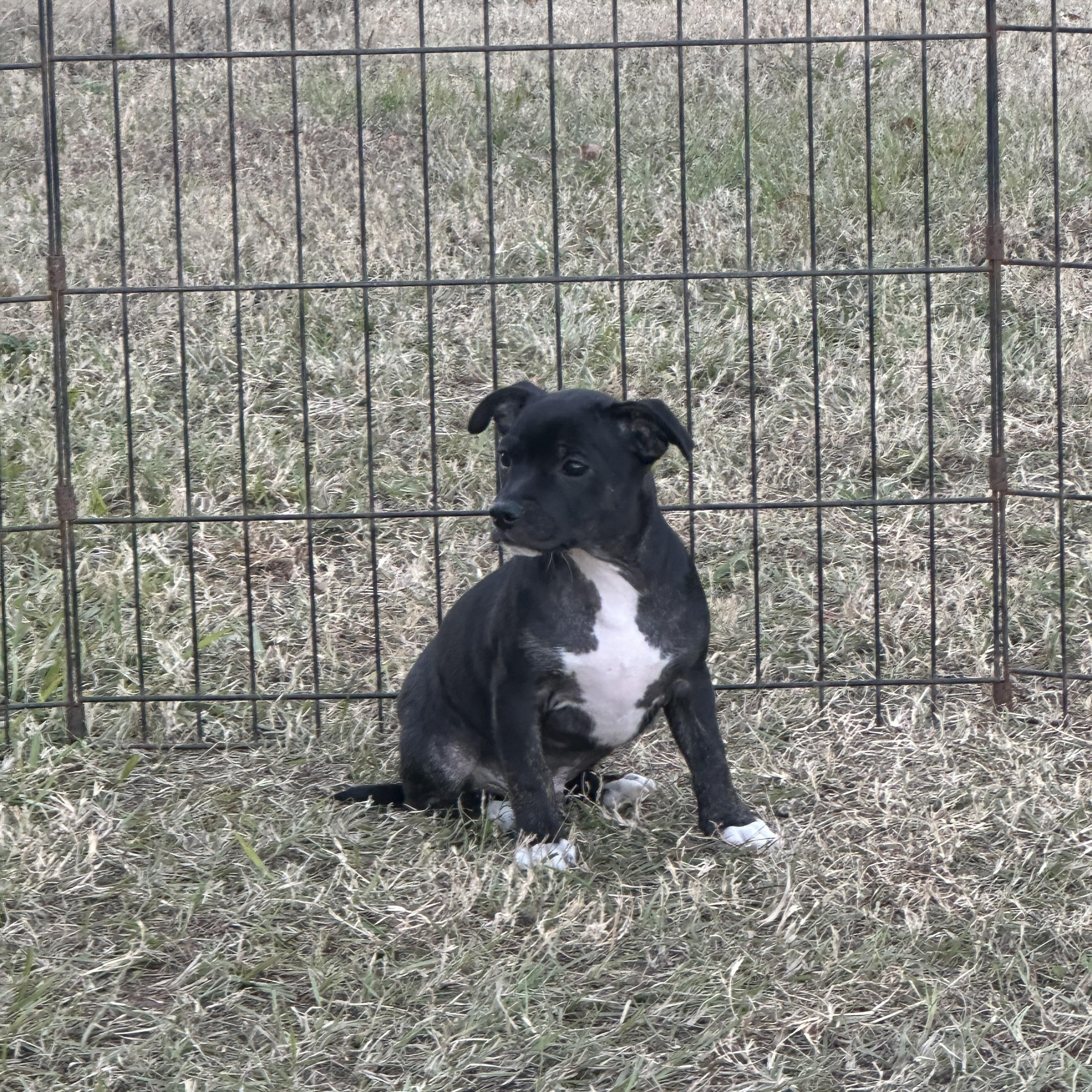 Enlarge Burrito (Jill’s Litter), an adoptable mixed breed in Chelsea, AL image 2/5