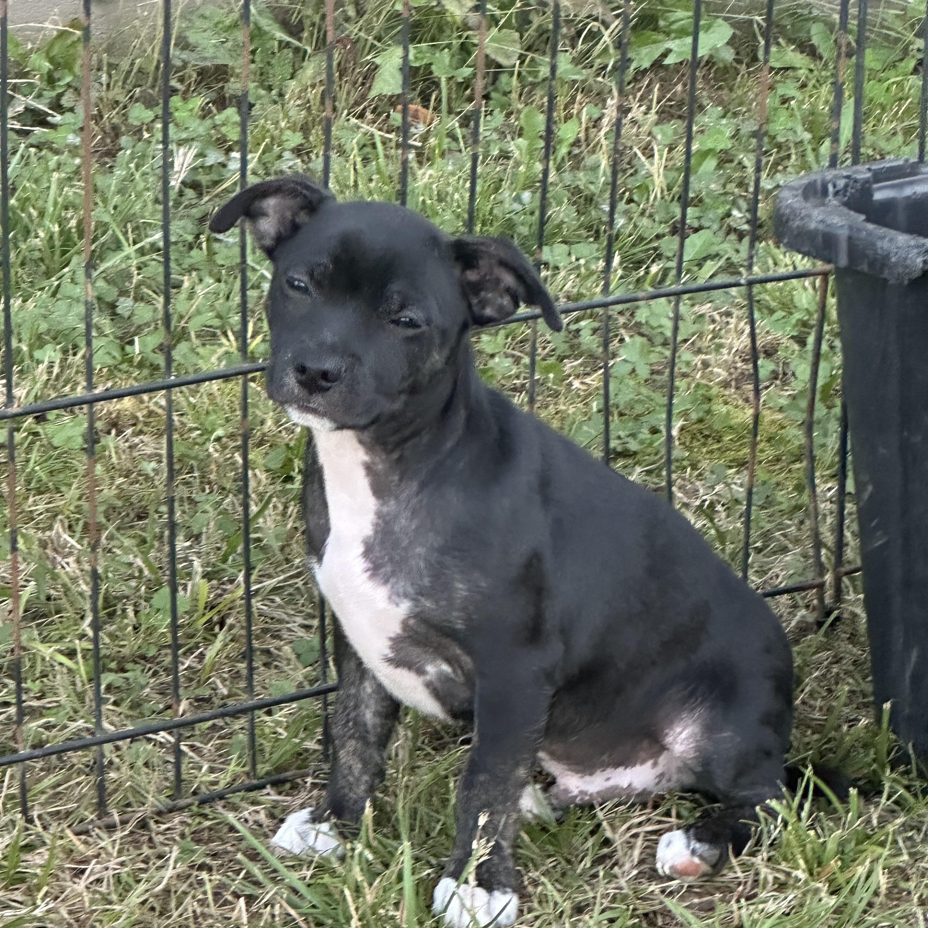 Enlarge Burrito (Jill’s Litter), an adoptable mixed breed in Chelsea, AL image 3/5