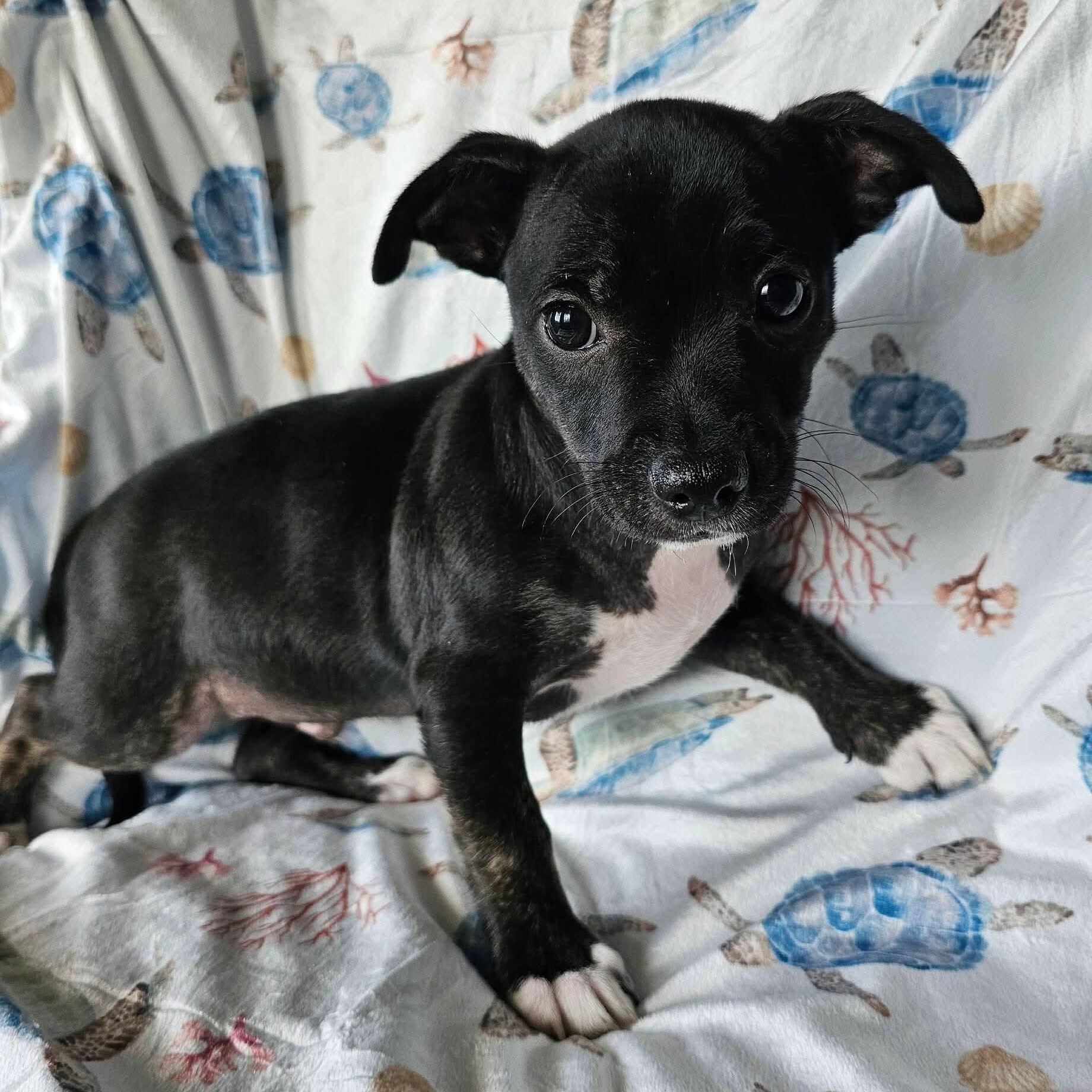 Enlarge Burrito (Jill’s Litter), an adoptable mixed breed in Chelsea, AL image 4/5