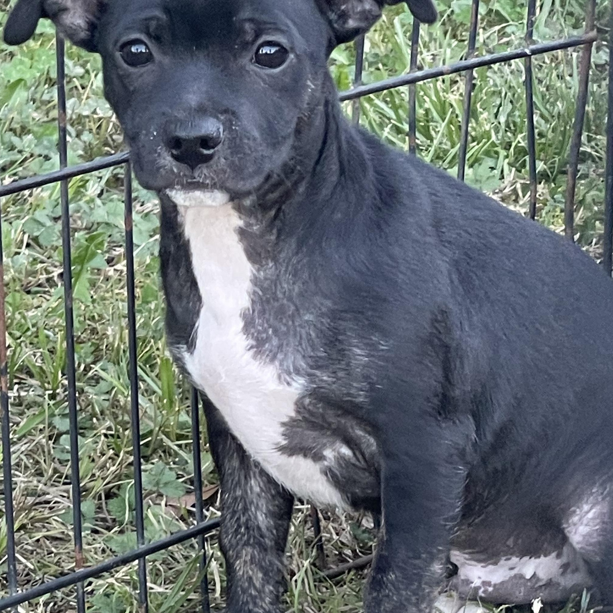 Enlarge Burrito (Jill’s Litter), an adoptable mixed breed in Chelsea, AL image 5/5