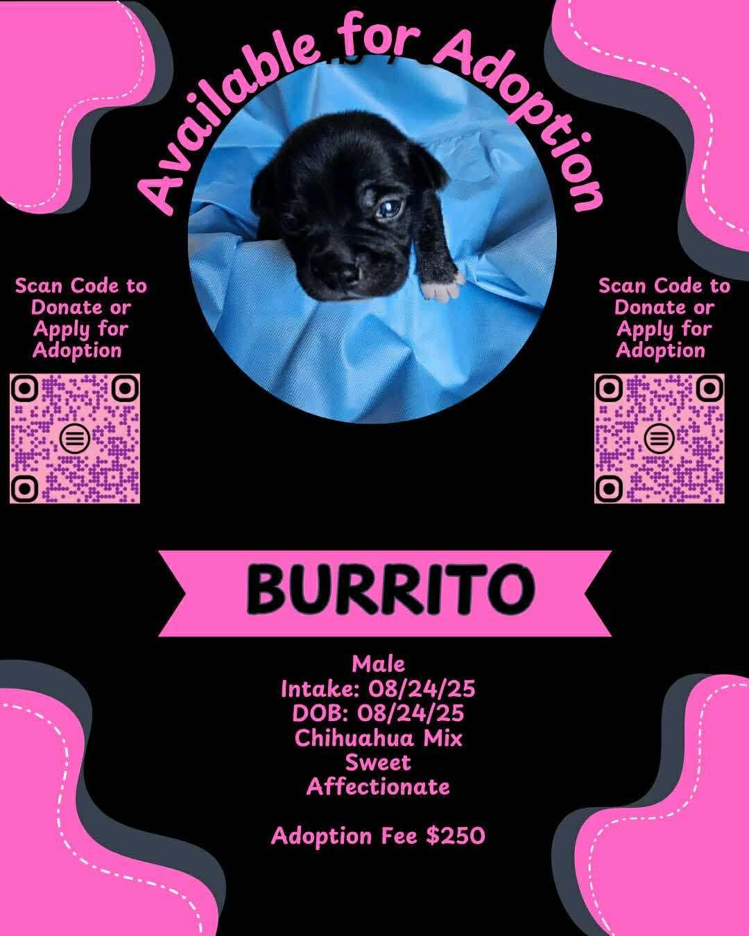 Burrito (Jill’s Litter)