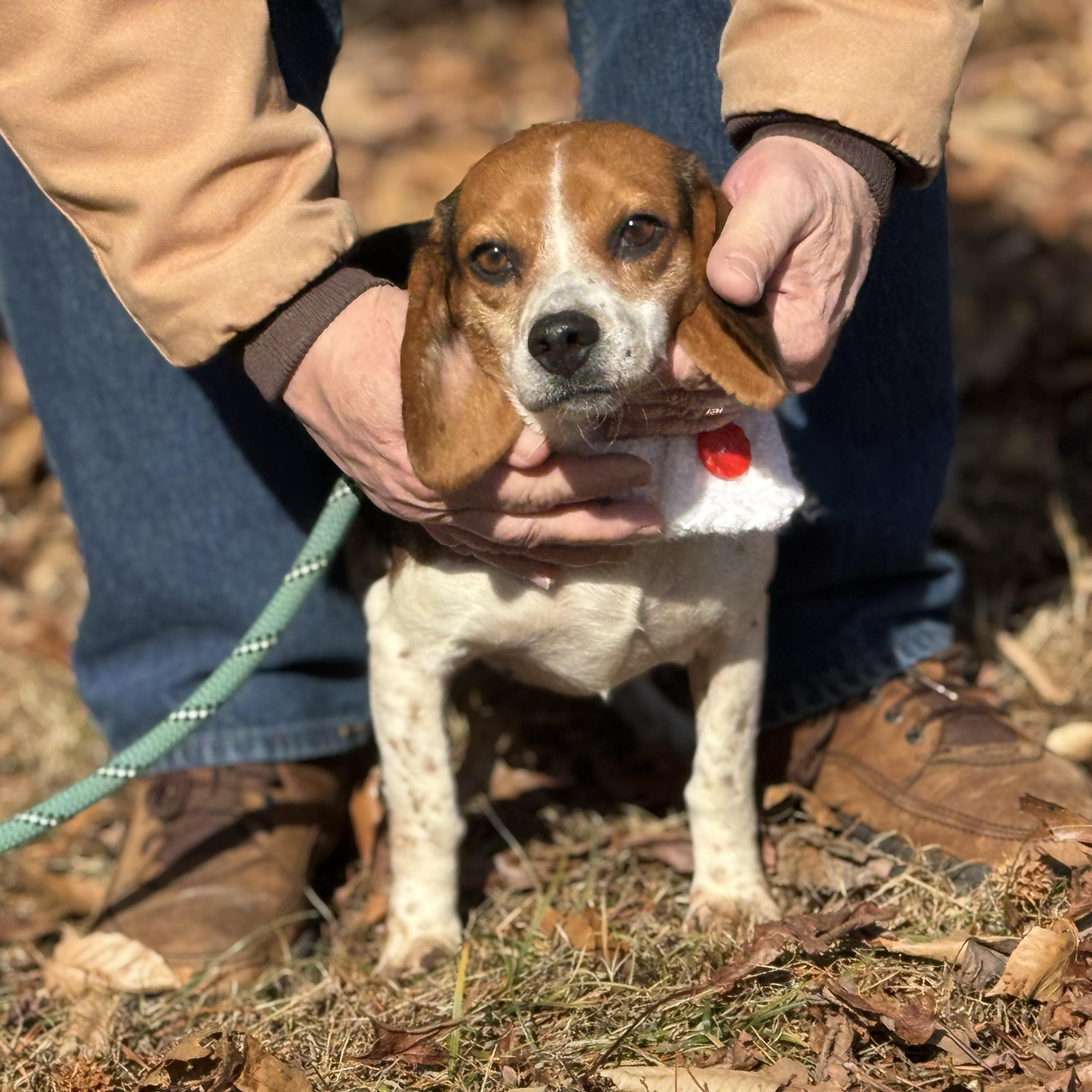 Piper, ADOPTABLE, Adult Female Beagle.