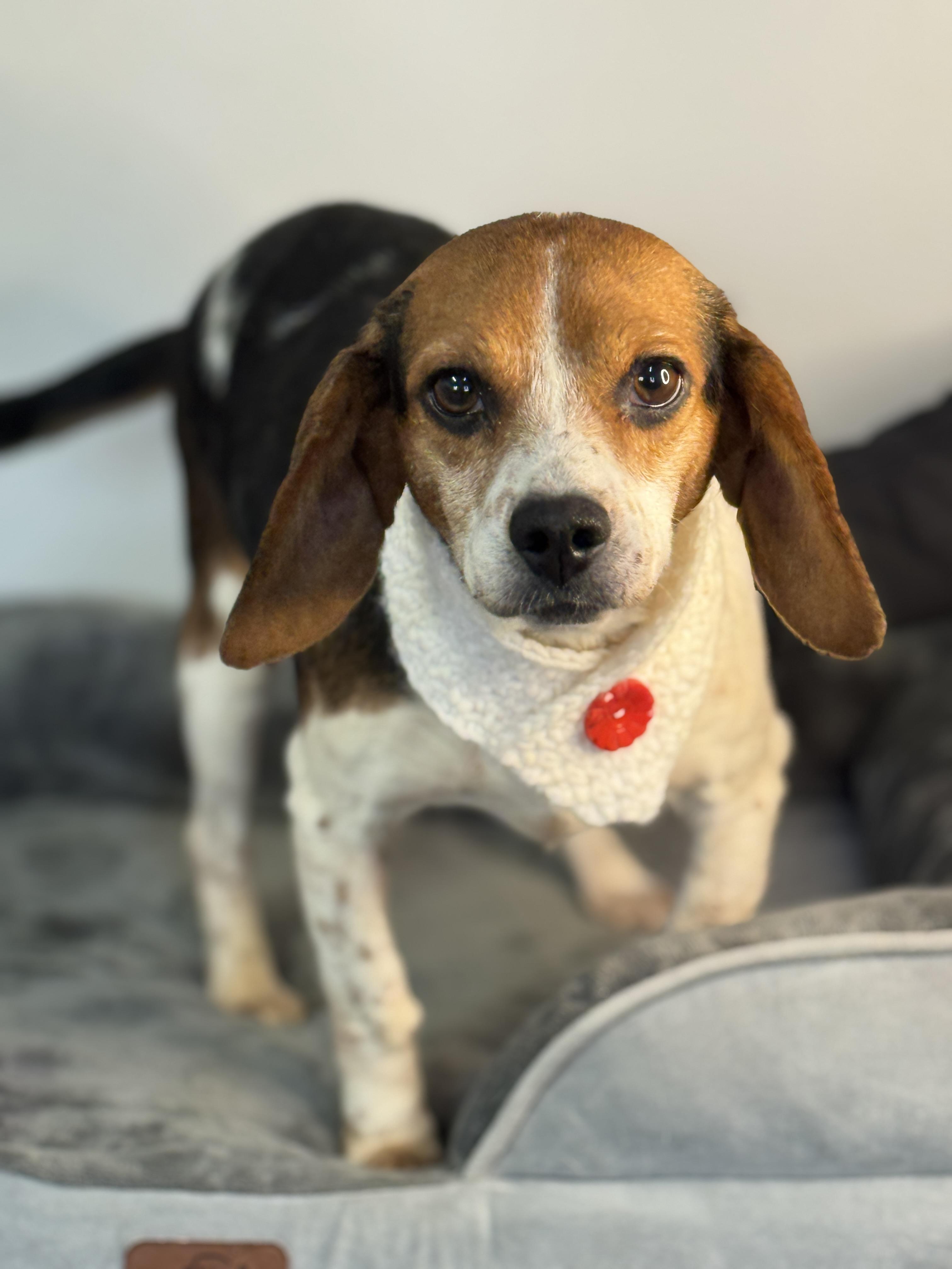 Enlarge Piper, a ADOPTABLE Beagle in Richmond, VA image 2/6