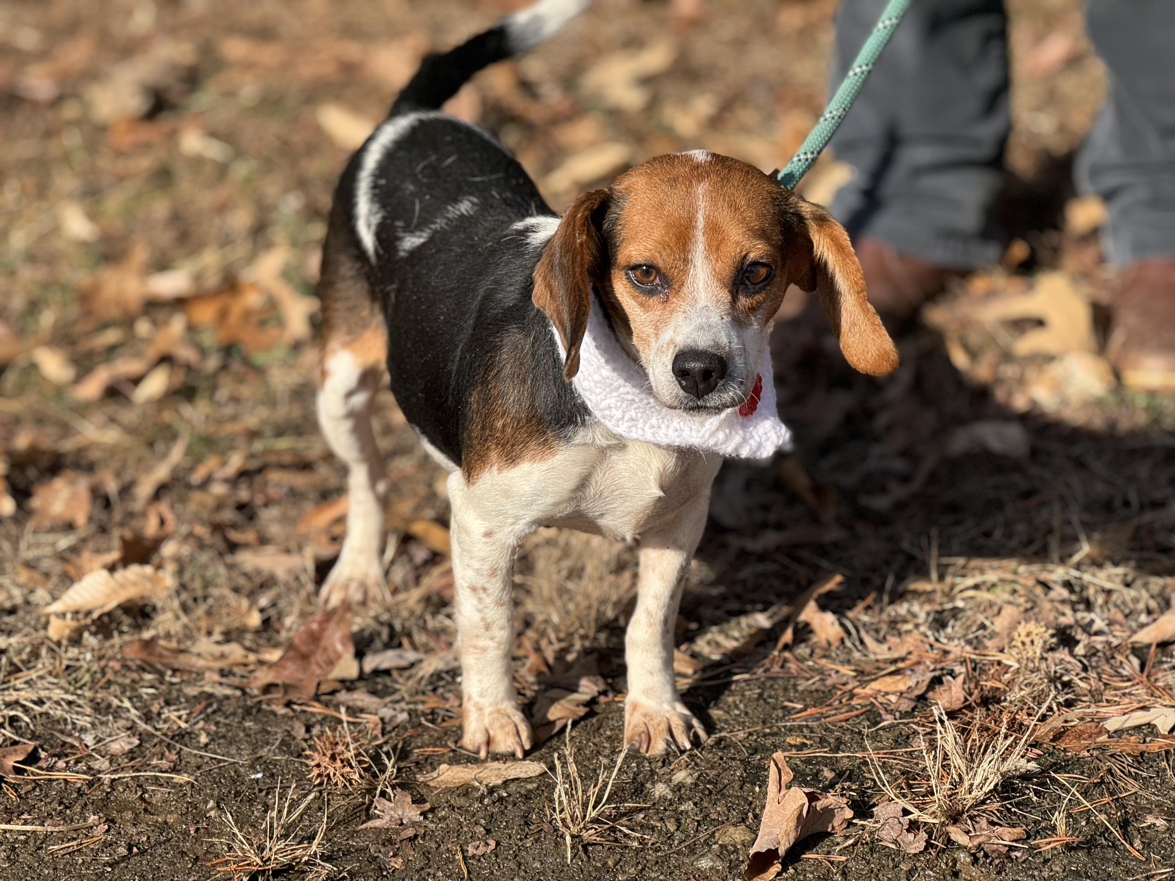 Enlarge Piper, a ADOPTABLE Beagle in Richmond, VA image 3/6