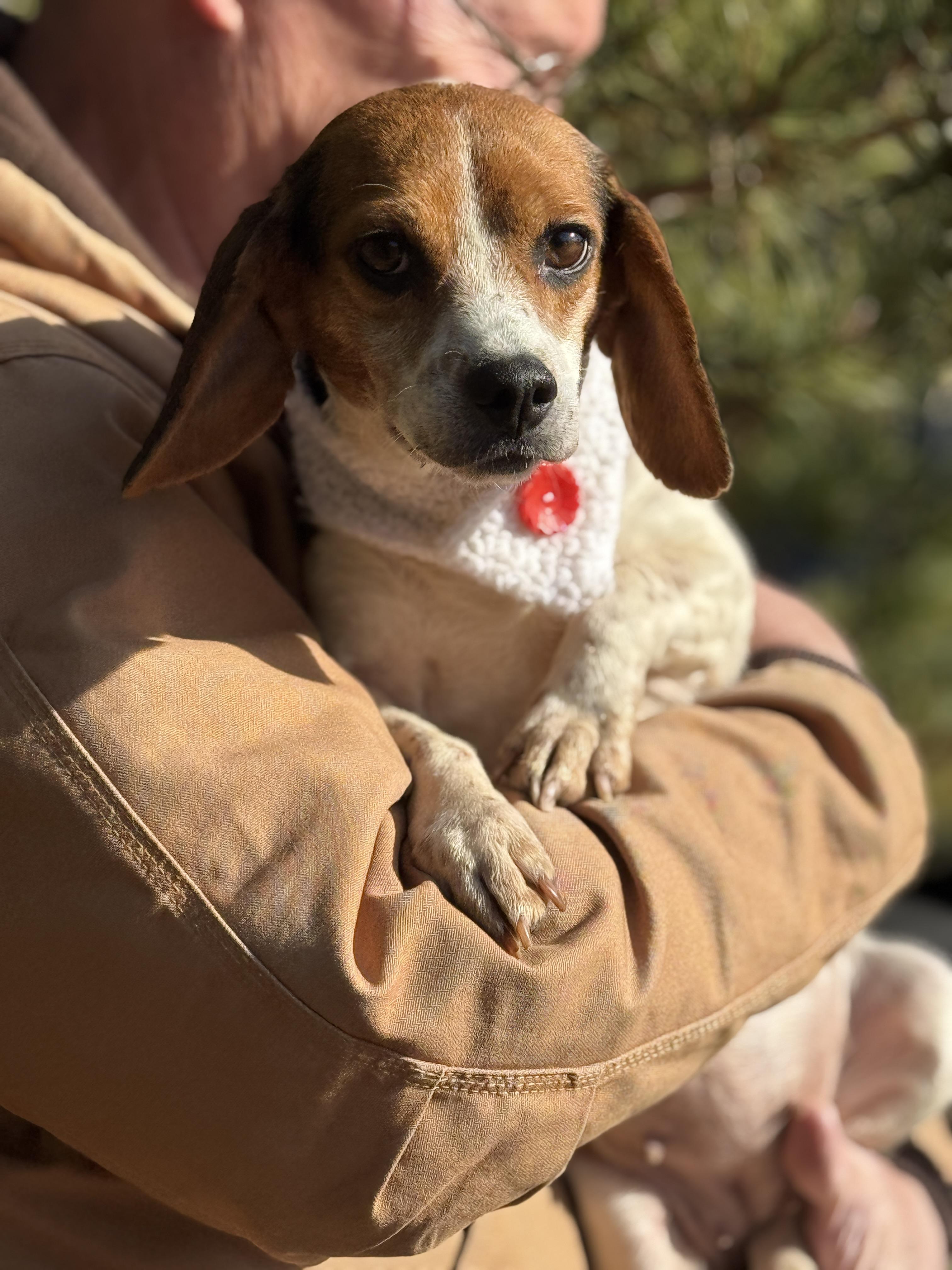Enlarge Piper, a ADOPTABLE Beagle in Richmond, VA image 4/6