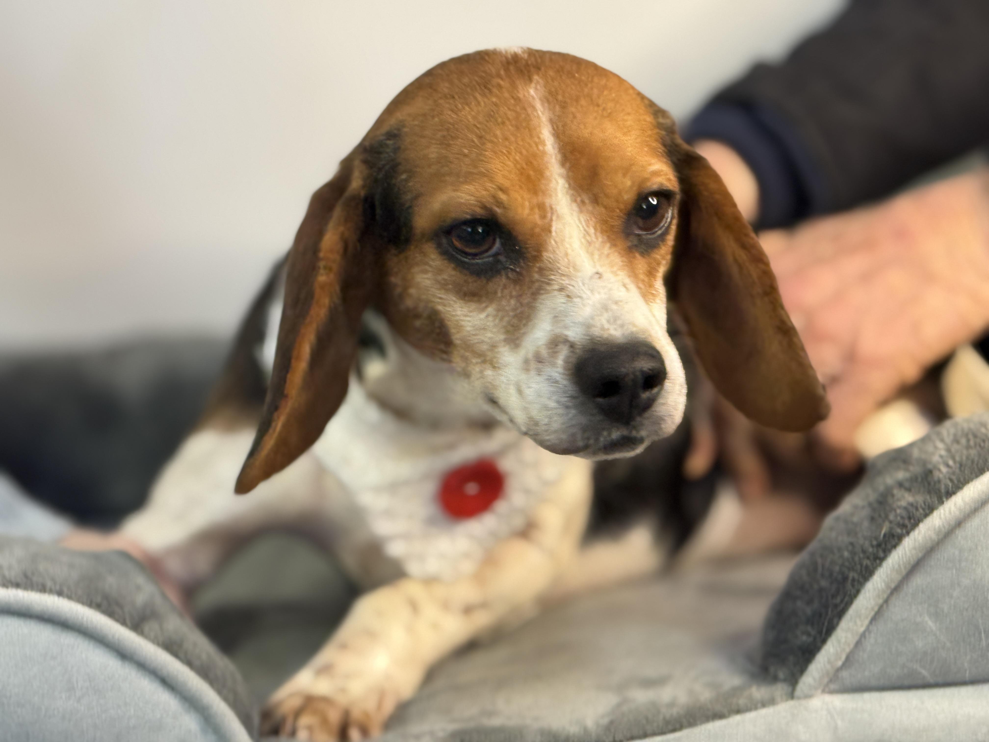 Enlarge Piper, a ADOPTABLE Beagle in Richmond, VA image 5/6
