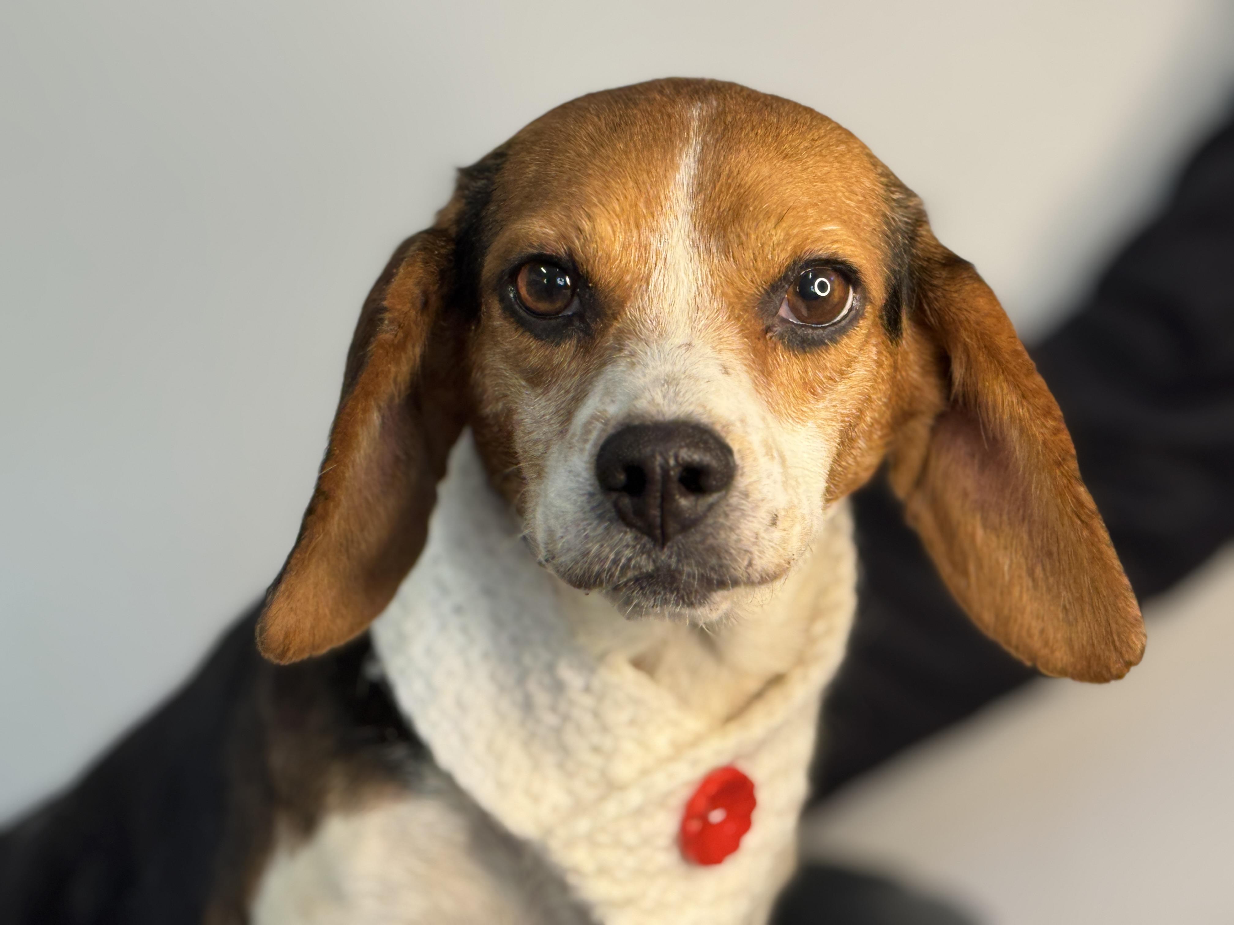 Enlarge Piper, a ADOPTABLE Beagle in Richmond, VA image 6/6