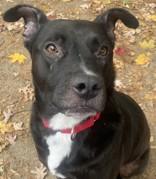 Enlarge Boo, a Adoptable mixed breed in Nashua, NH image 1/1