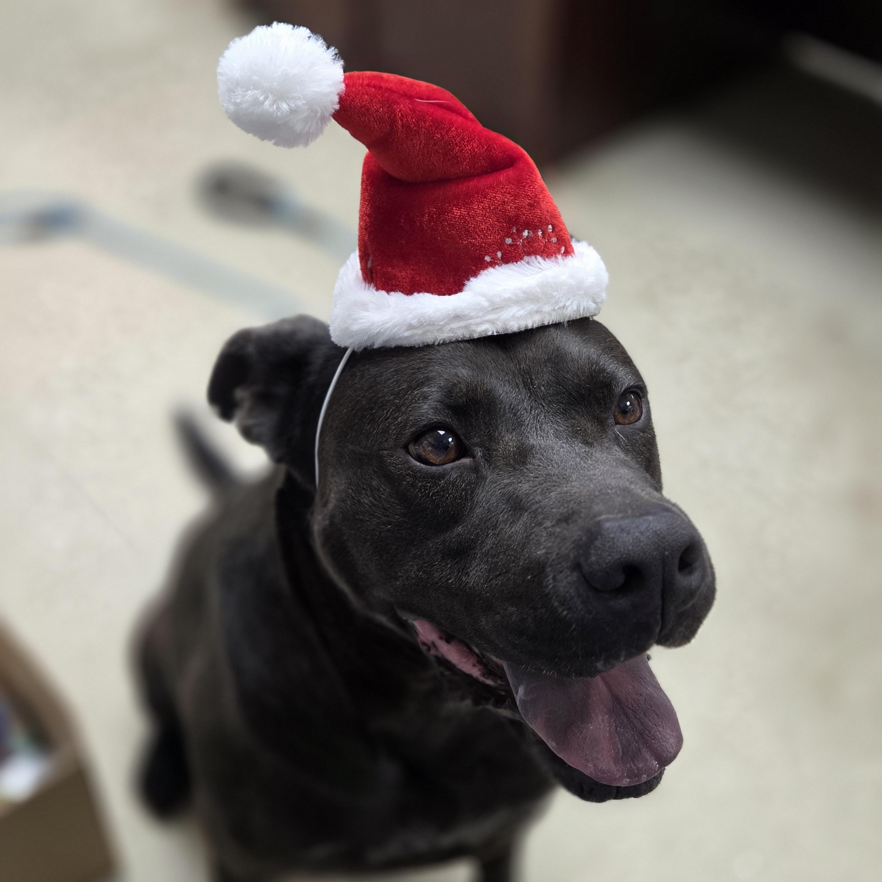 Enlarge Mars, a Adoptable Pit Bull Terrier in Madison, MS image 3/3