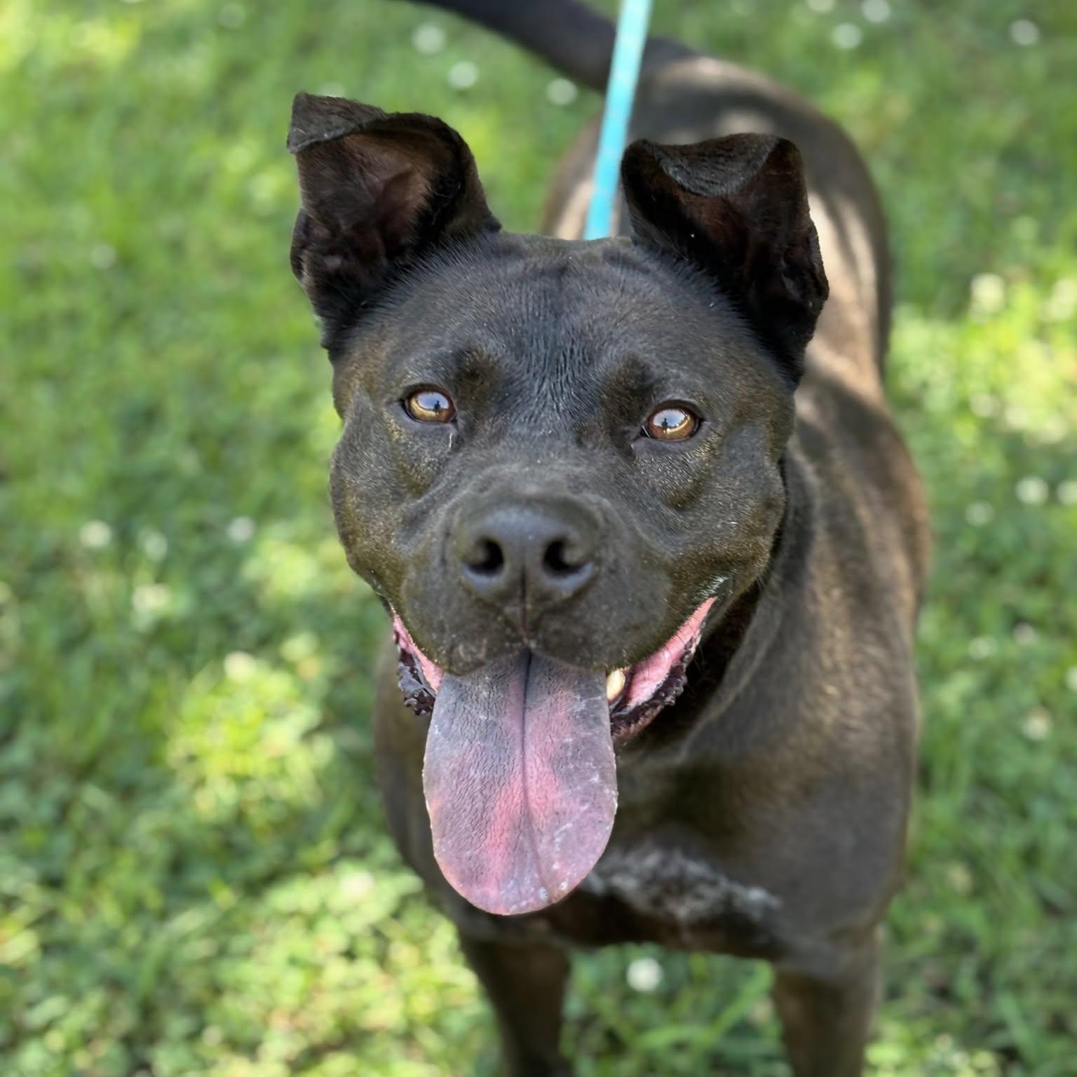 Enlarge Mars, a Adoptable Pit Bull Terrier in Madison, MS image 1/3