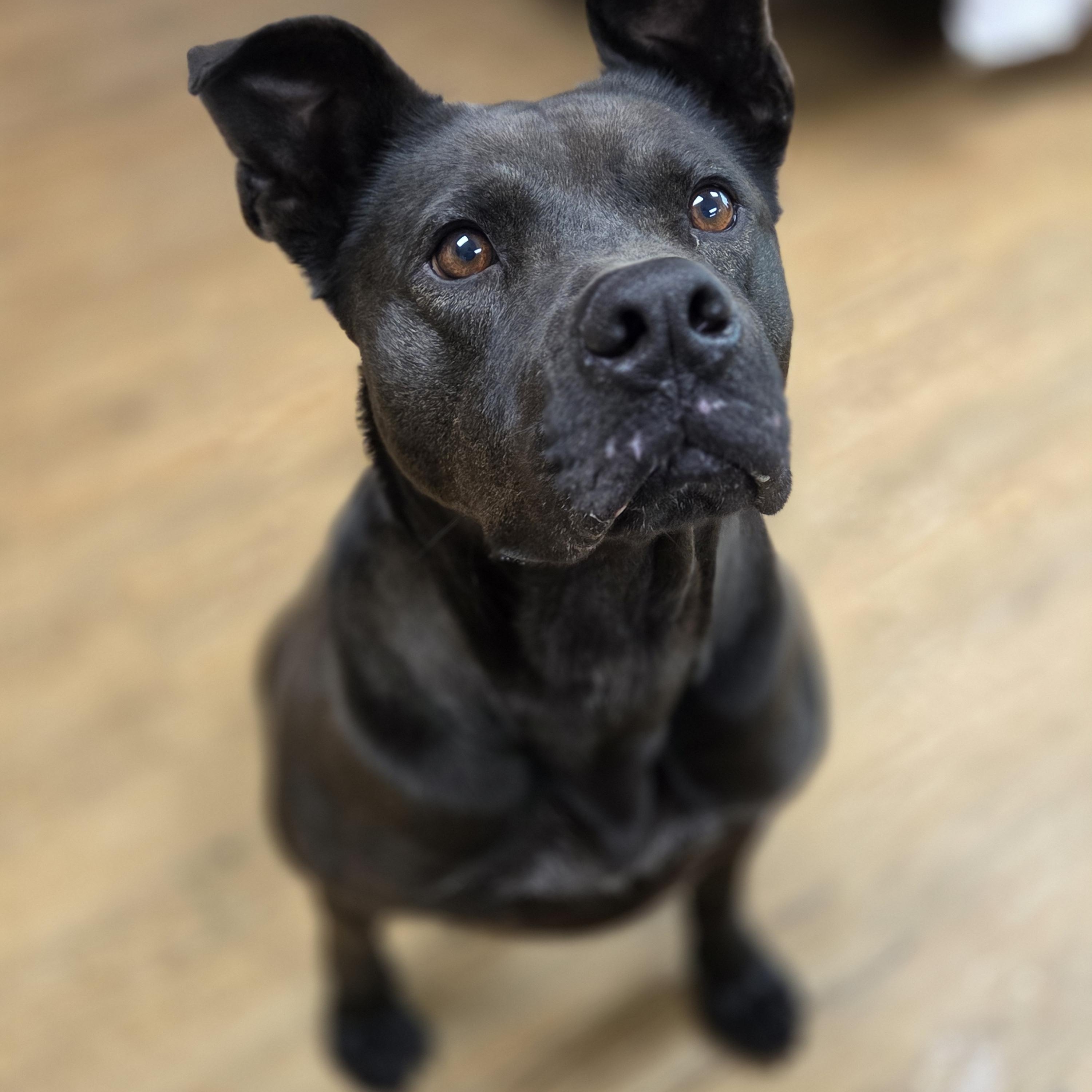 Enlarge Mars, a Adoptable Pit Bull Terrier in Madison, MS image 2/3