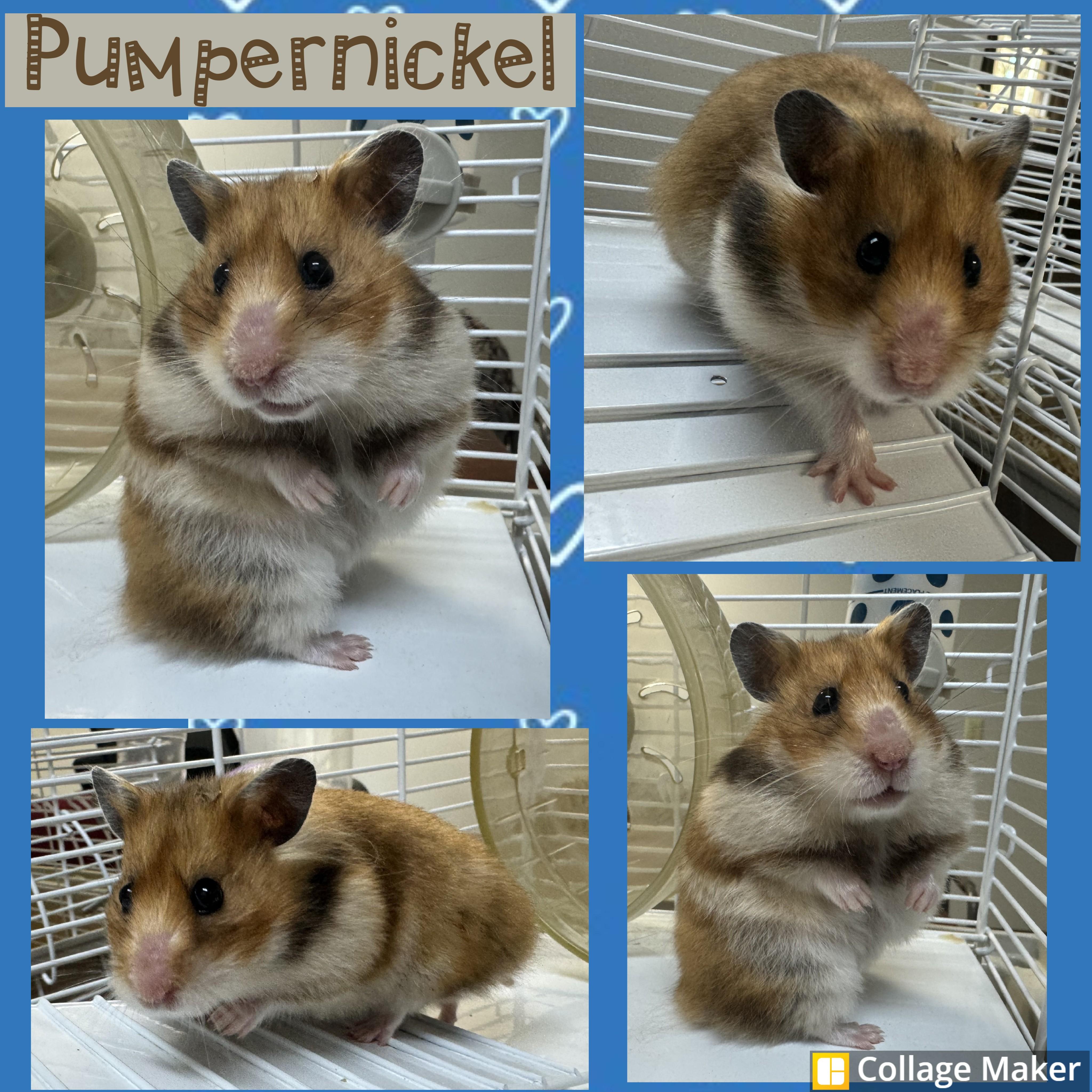 Enlarge Pumpernickel, an adopted mixed breed in Clearfield, PA image 1/1