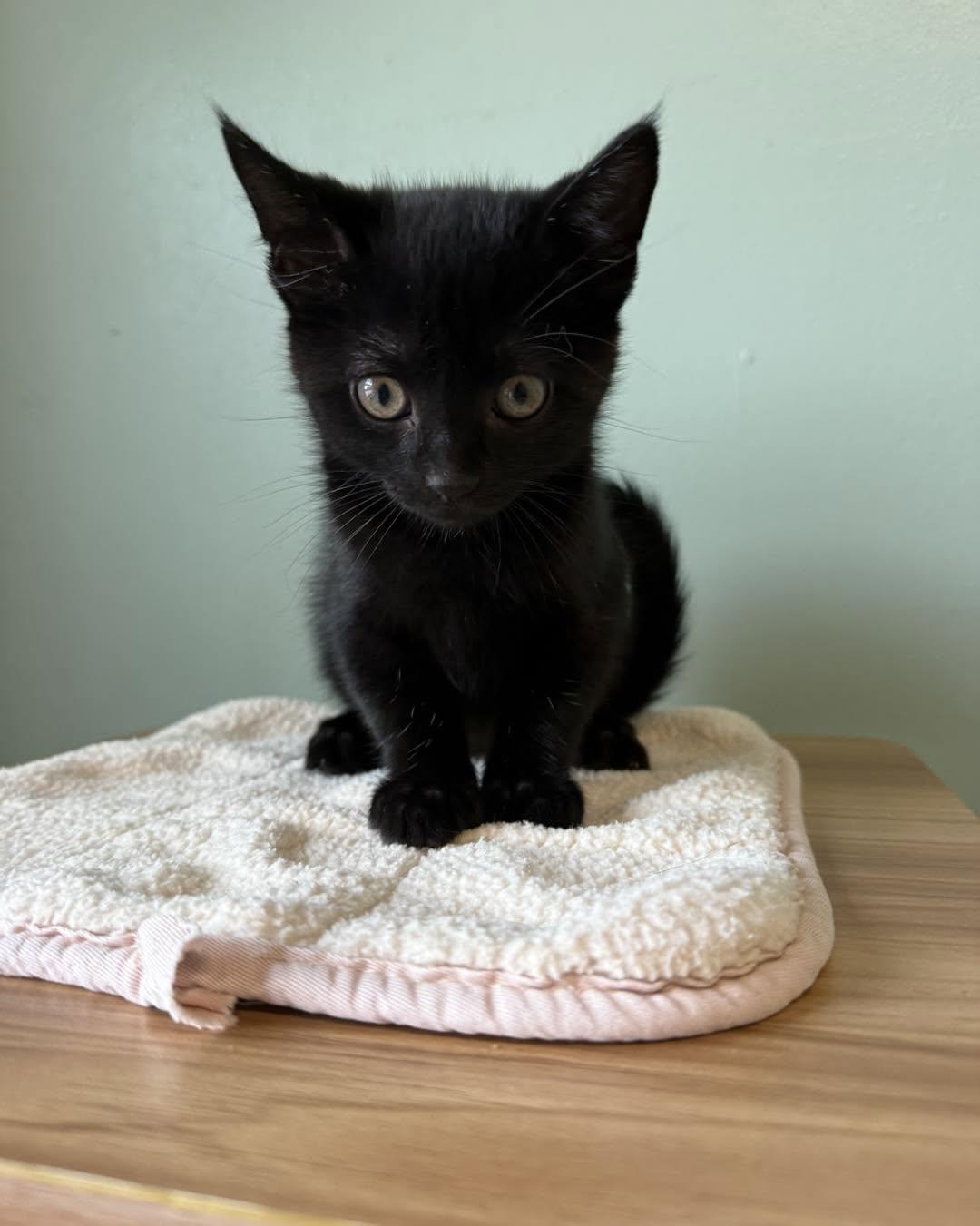 Danny and Sandy AVAILABLE SOON, ADOPTABLE, Kitten Female Domestic Short Hair.
