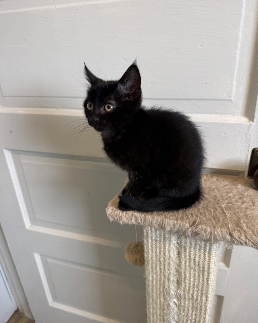 Enlarge Danny and Sandy AVAILABLE SOON, a ADOPTABLE Domestic Short Hair in Fort Leavenworth, KS image 2/2
