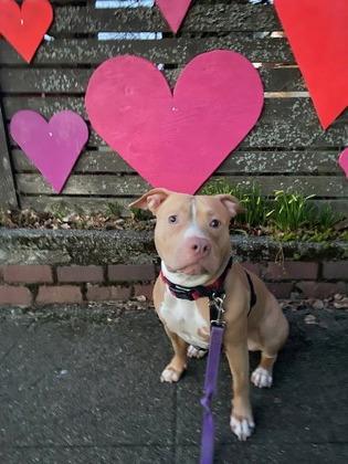 Enlarge Beezy, a Adoptable mixed breed in Seattle, WA image 1/3