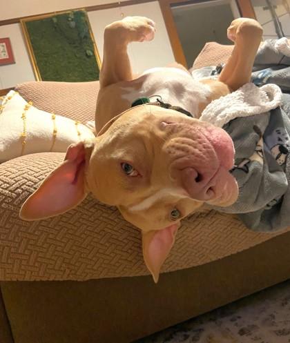 Beezy, Adoptable, Adult Female Pit Bull Terrier & Mixed Breed.