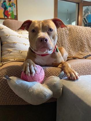 Enlarge Beezy, a Adoptable mixed breed in Seattle, WA image 2/3