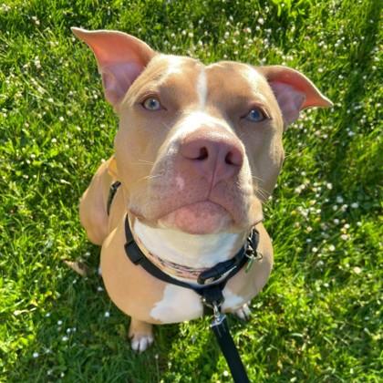 Enlarge Beezy, a Adoptable mixed breed in Seattle, WA image 2/3