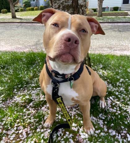Enlarge Beezy, a Adoptable mixed breed in Seattle, WA image 1/3