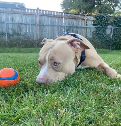 Enlarge Beezy, a Adoptable mixed breed in Seattle, WA image 2/3