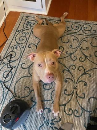 Enlarge Beezy, a Adoptable mixed breed in Seattle, WA image 3/3