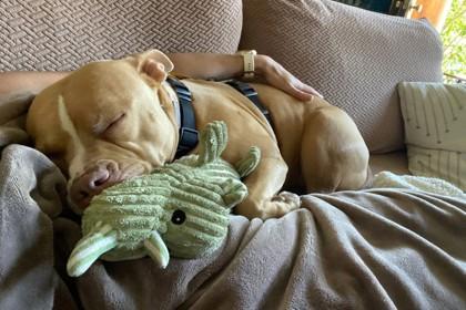 Enlarge Beezy, a Adoptable mixed breed in Seattle, WA image 3/3
