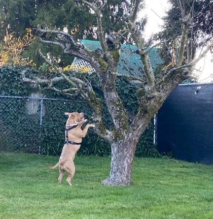 Enlarge Beezy, a Adoptable mixed breed in Seattle, WA image 3/3