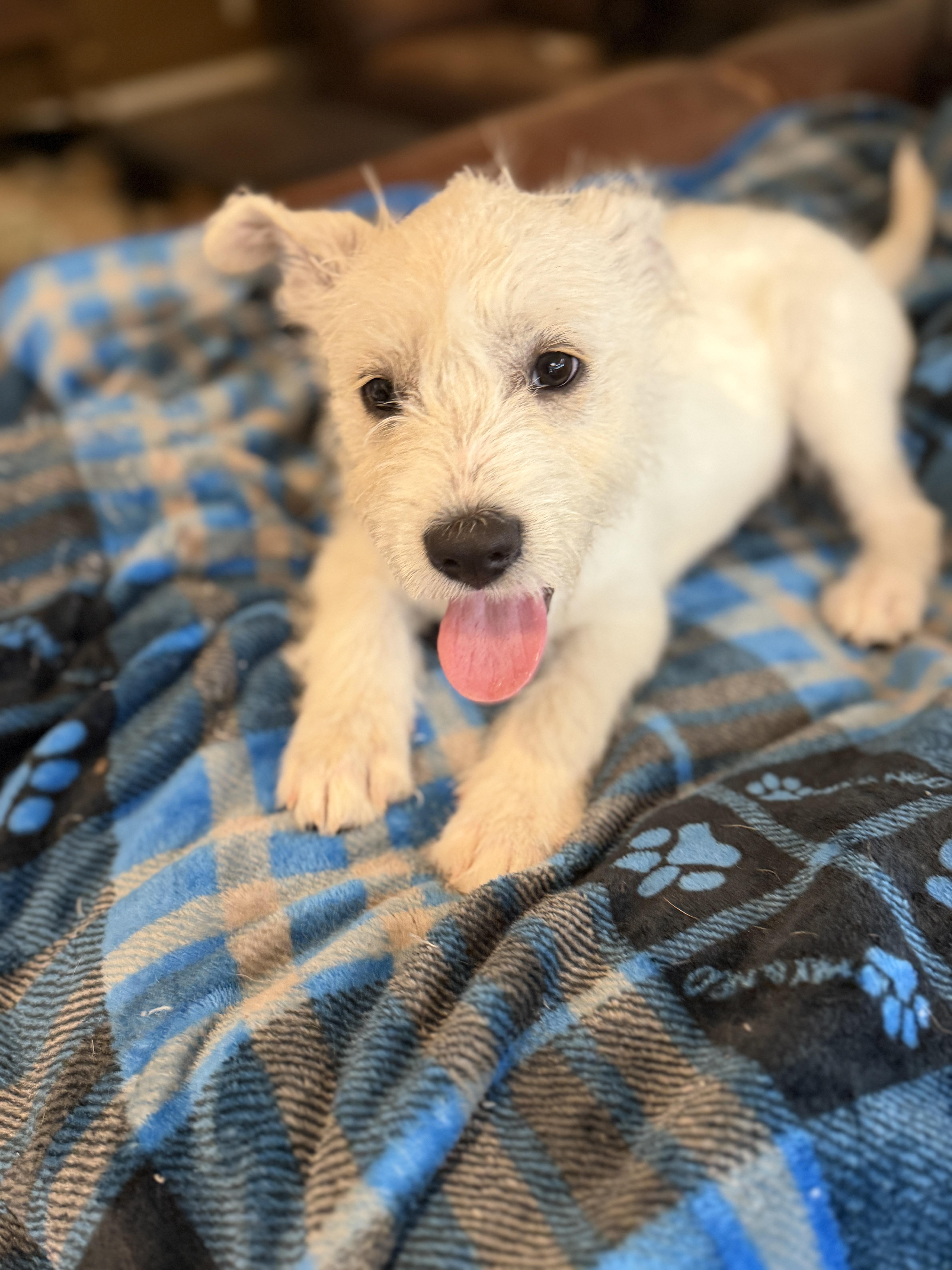 Enlarge Mandy, an adopted mixed breed in Gilbert, AZ image 1/6