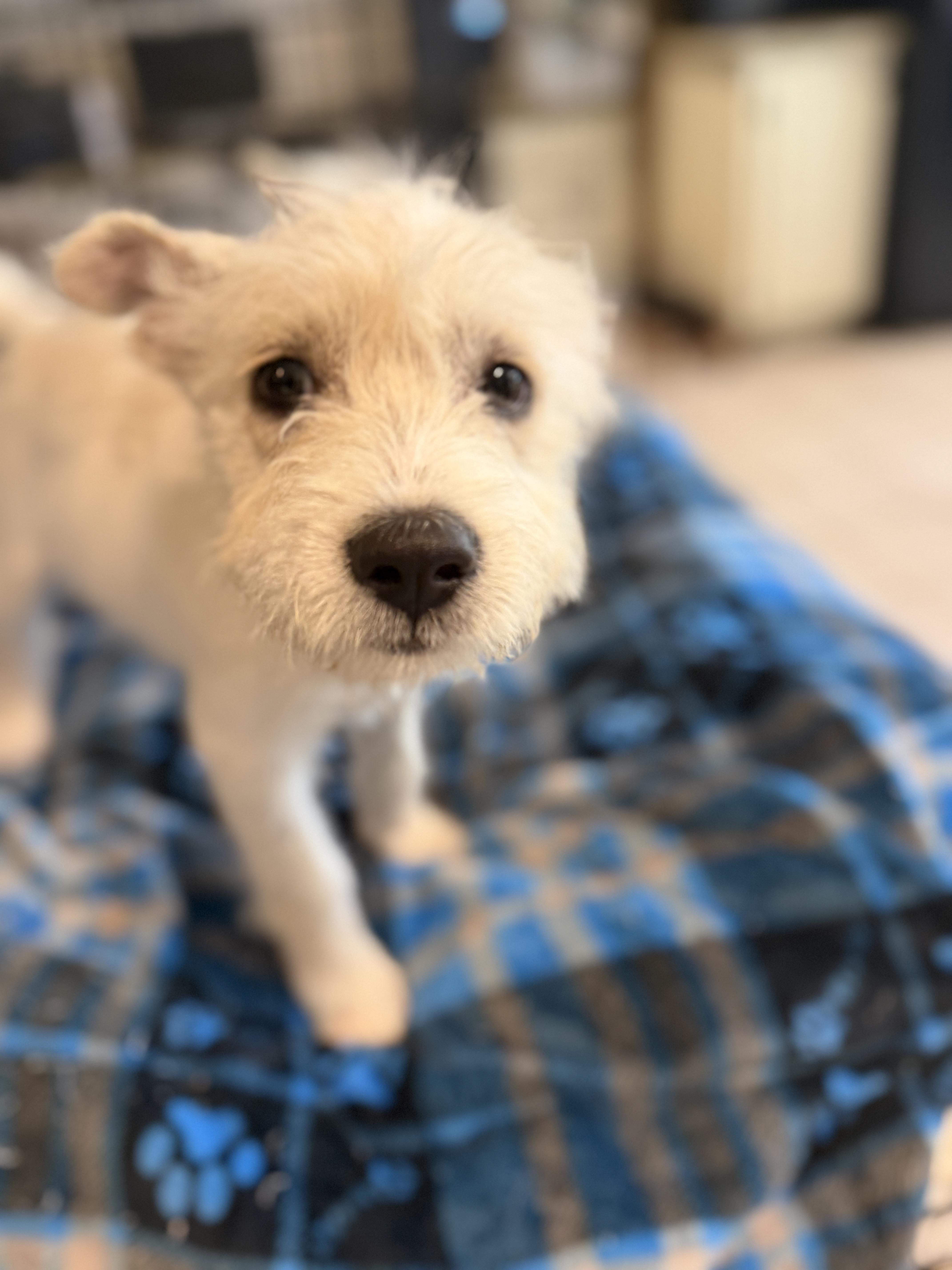 Enlarge Mandy, an adopted mixed breed in Gilbert, AZ image 4/6