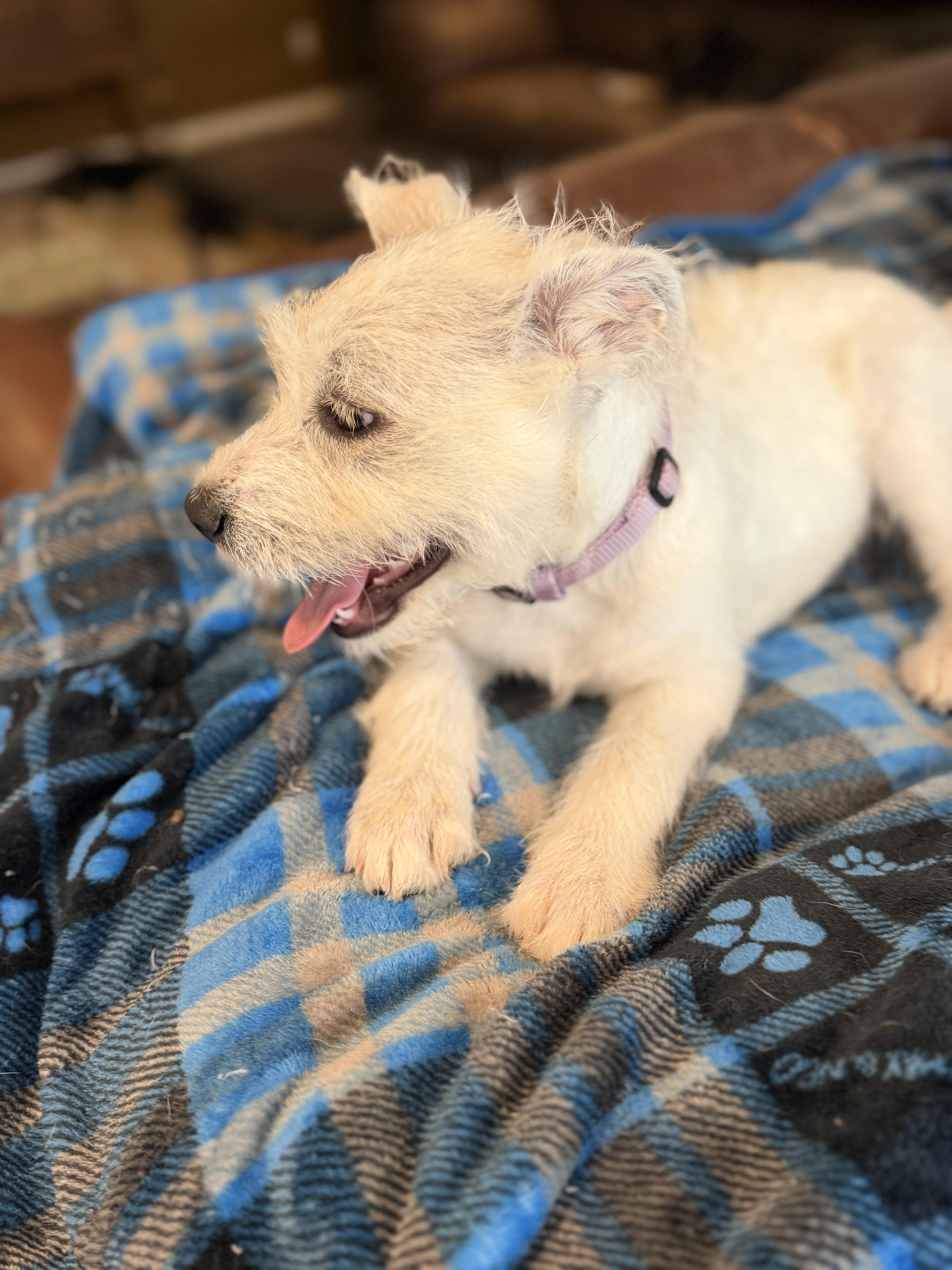 Enlarge Mandy, an adopted mixed breed in Gilbert, AZ image 6/6