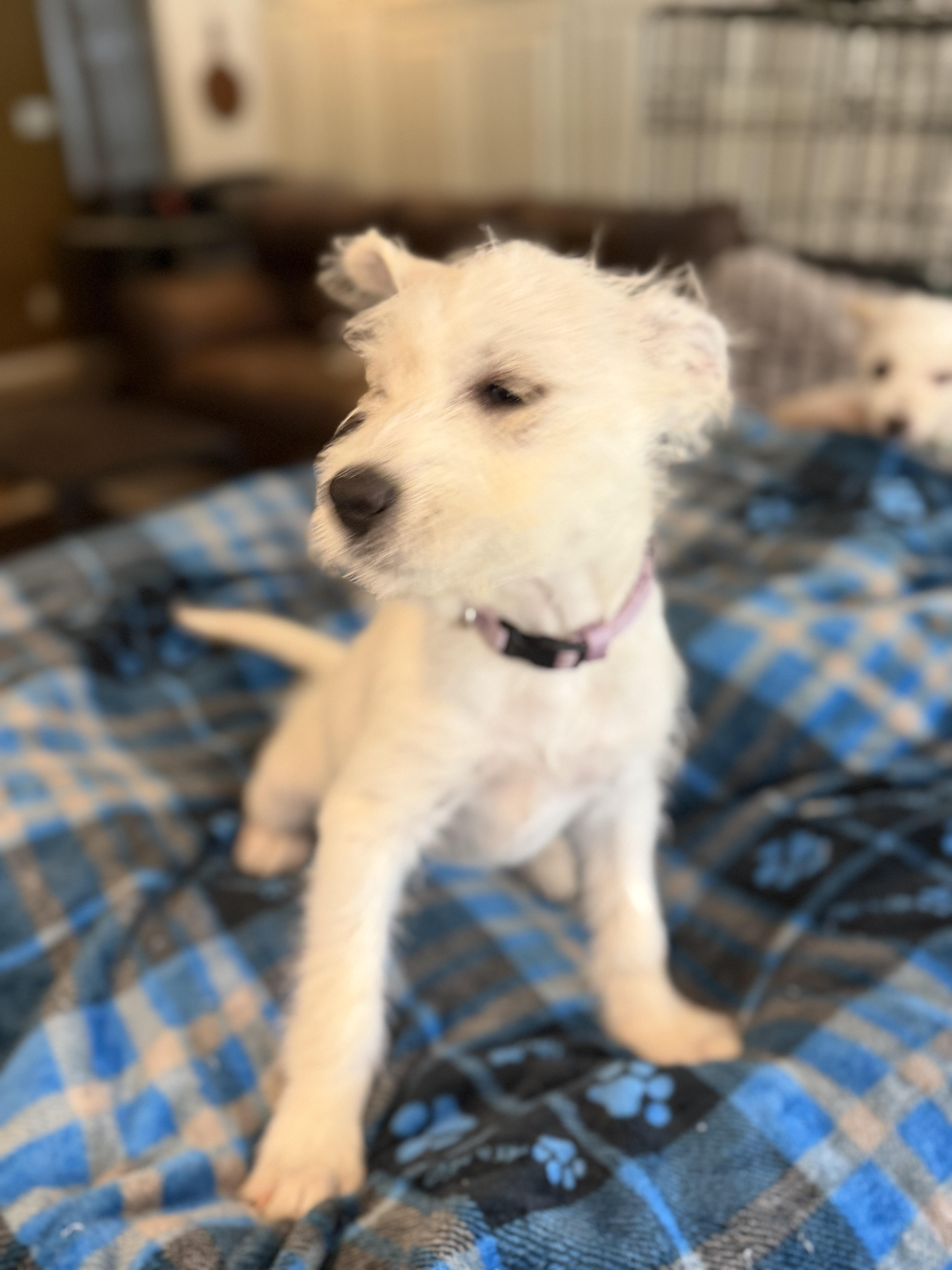 Enlarge Mandy, an adopted mixed breed in Gilbert, AZ image 3/6
