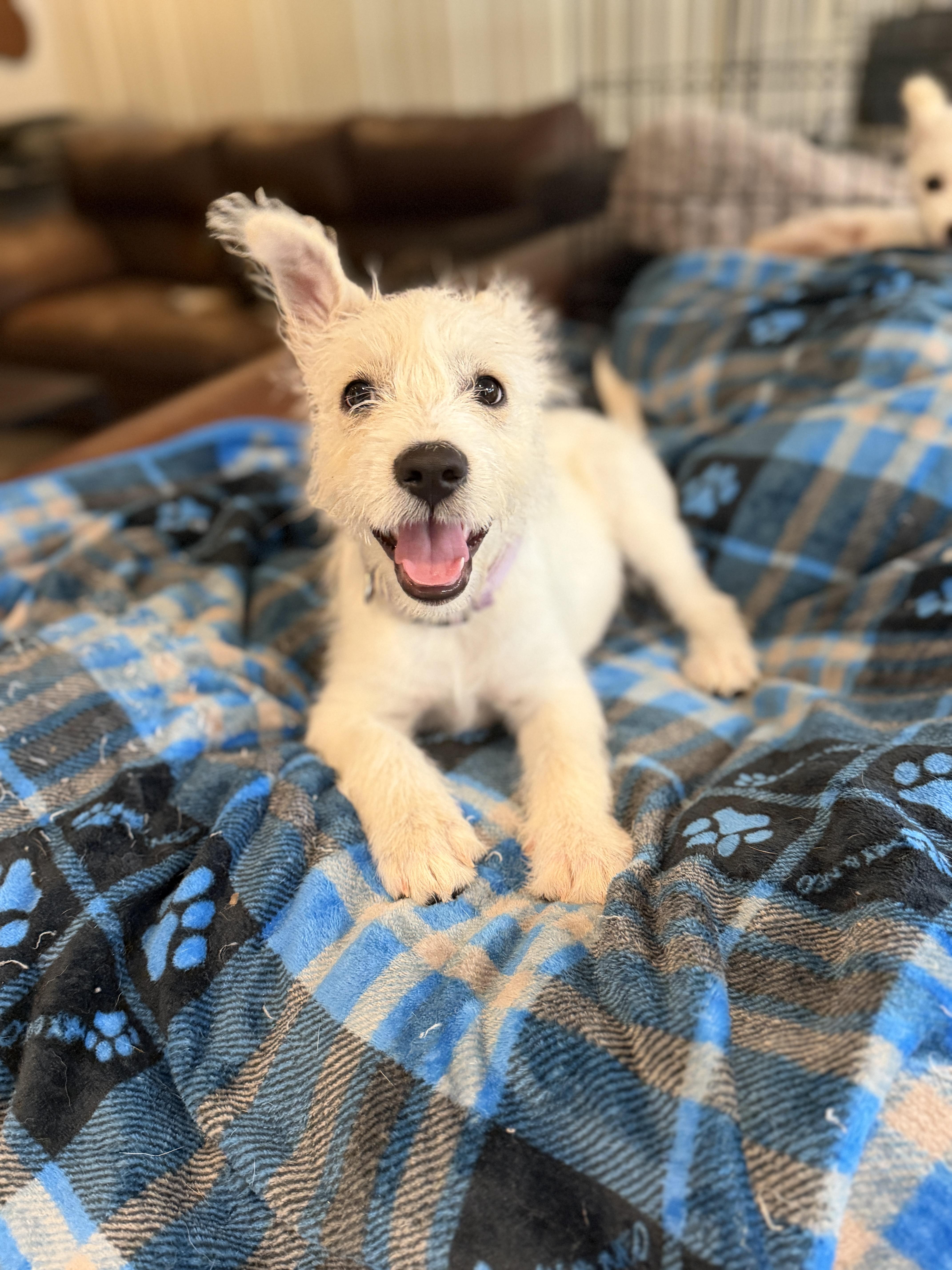 Enlarge Mandy, an adopted mixed breed in Gilbert, AZ image 5/6