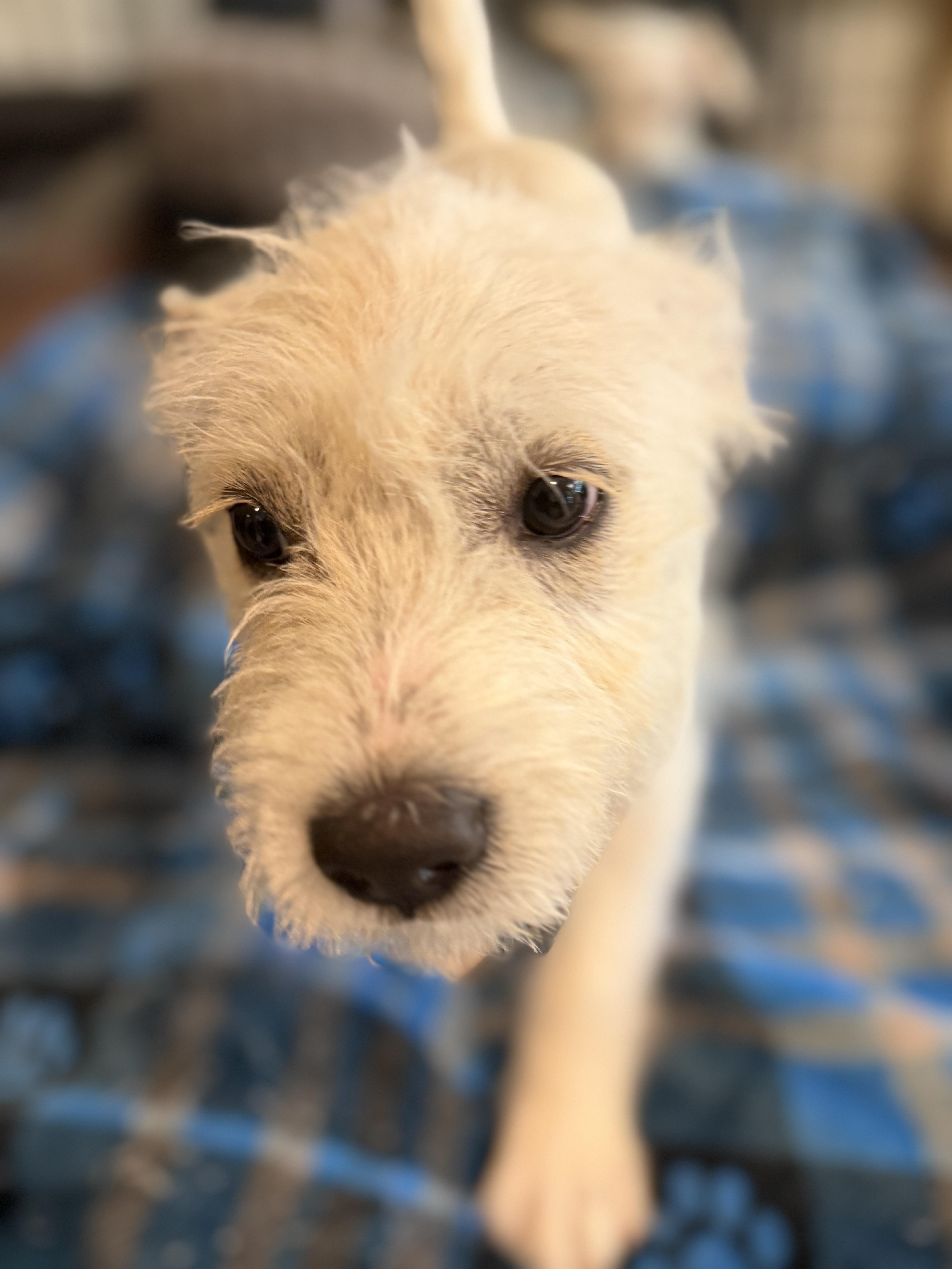 Enlarge Mandy, an adopted mixed breed in Gilbert, AZ image 2/6