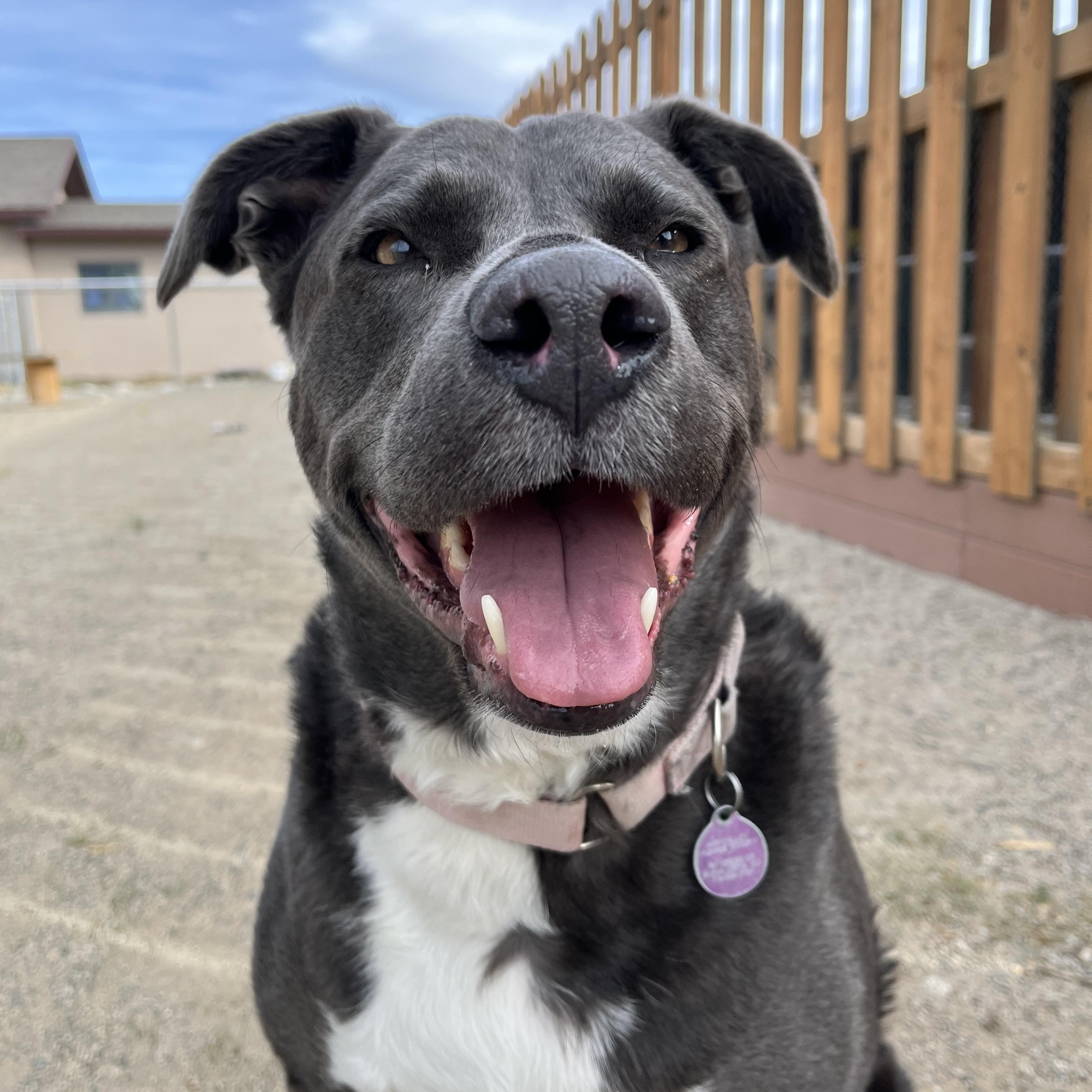 Jill, a Adoptable mixed breed in Buena Vista, CO image 3/3