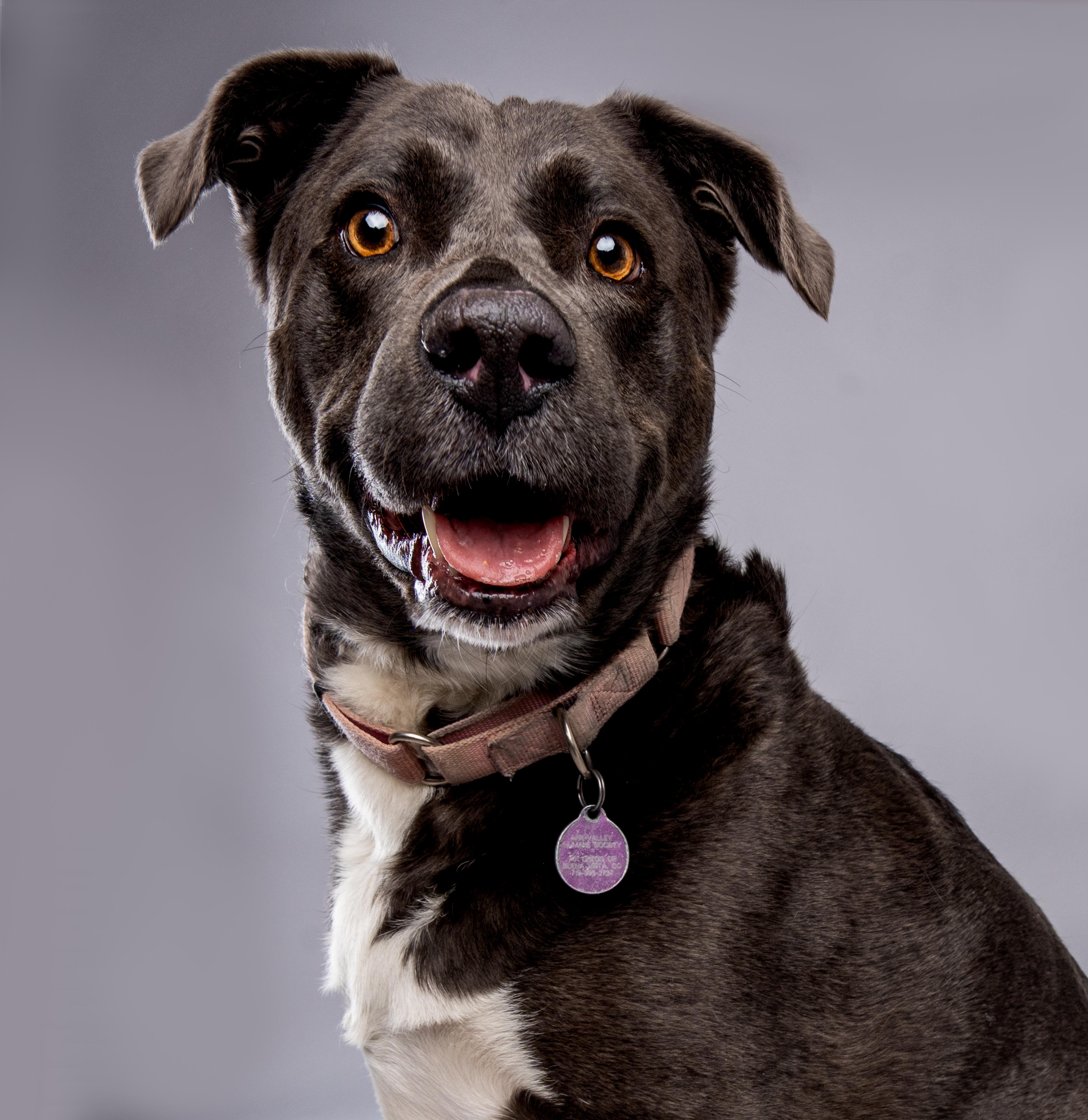 Jill, Adoptable, Adult Female Black Labrador Retriever.