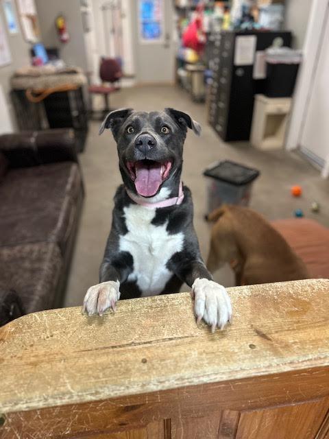 Jill, a Adoptable mixed breed in Buena Vista, CO image 2/3