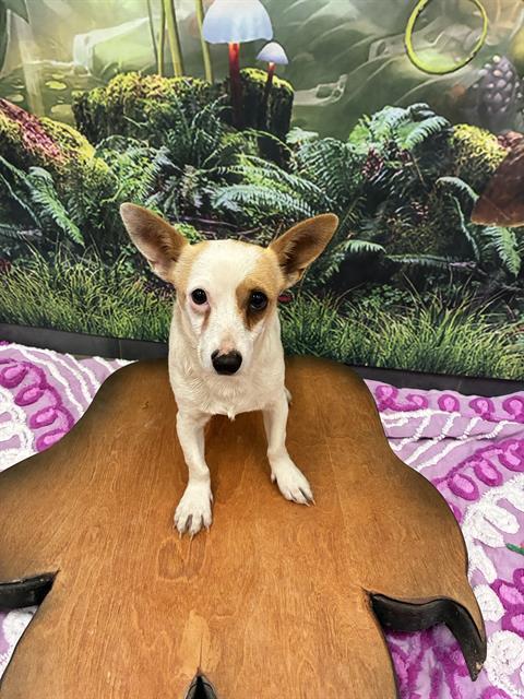 MISSY, Adoptable, Young Female Chihuahua.