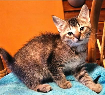 Enlarge Nova, an adopted Domestic Short Hair in Warr Acres, OK image 1/1