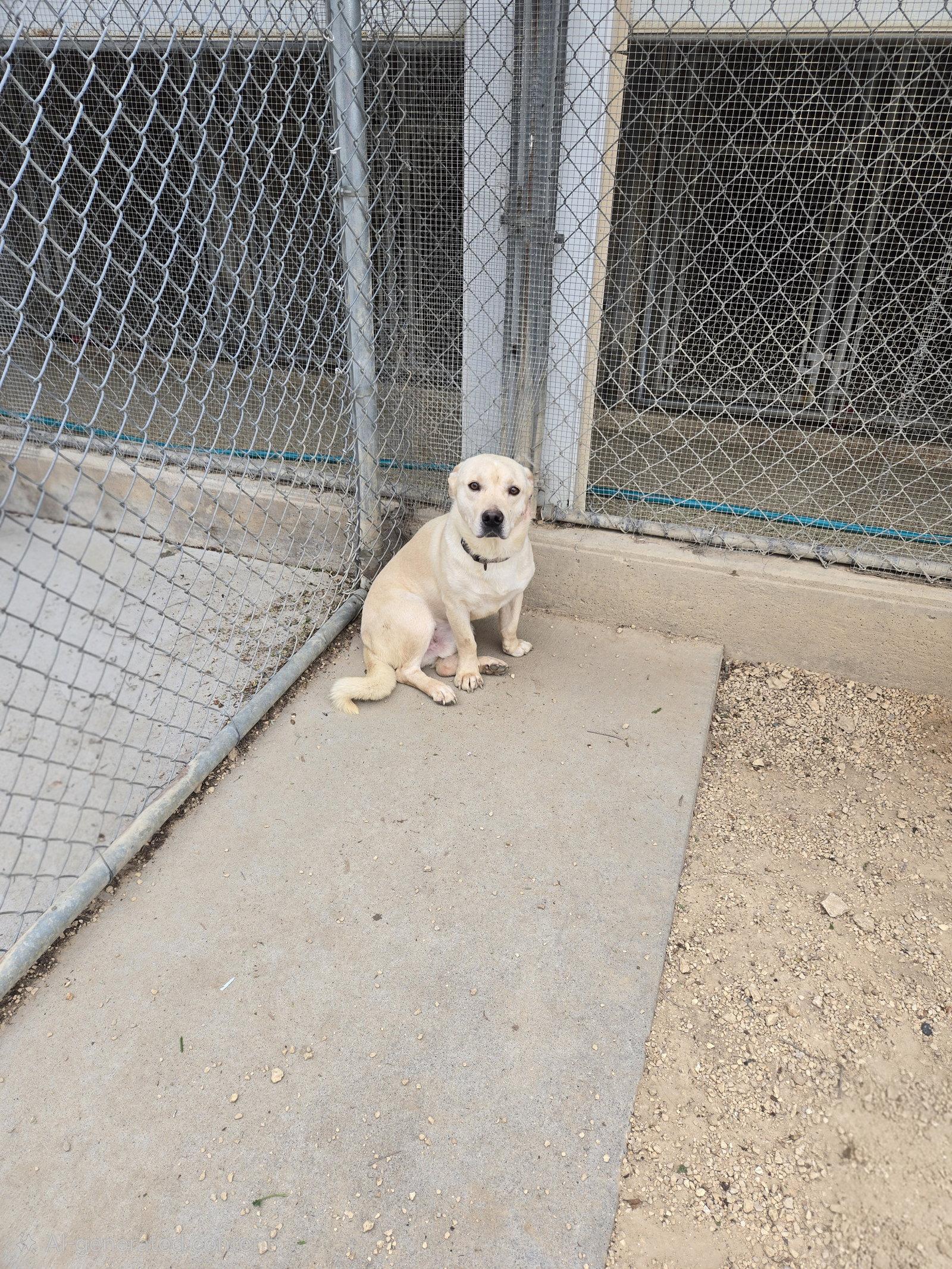 Azad, Adoptable, Adult Male Mixed Breed.