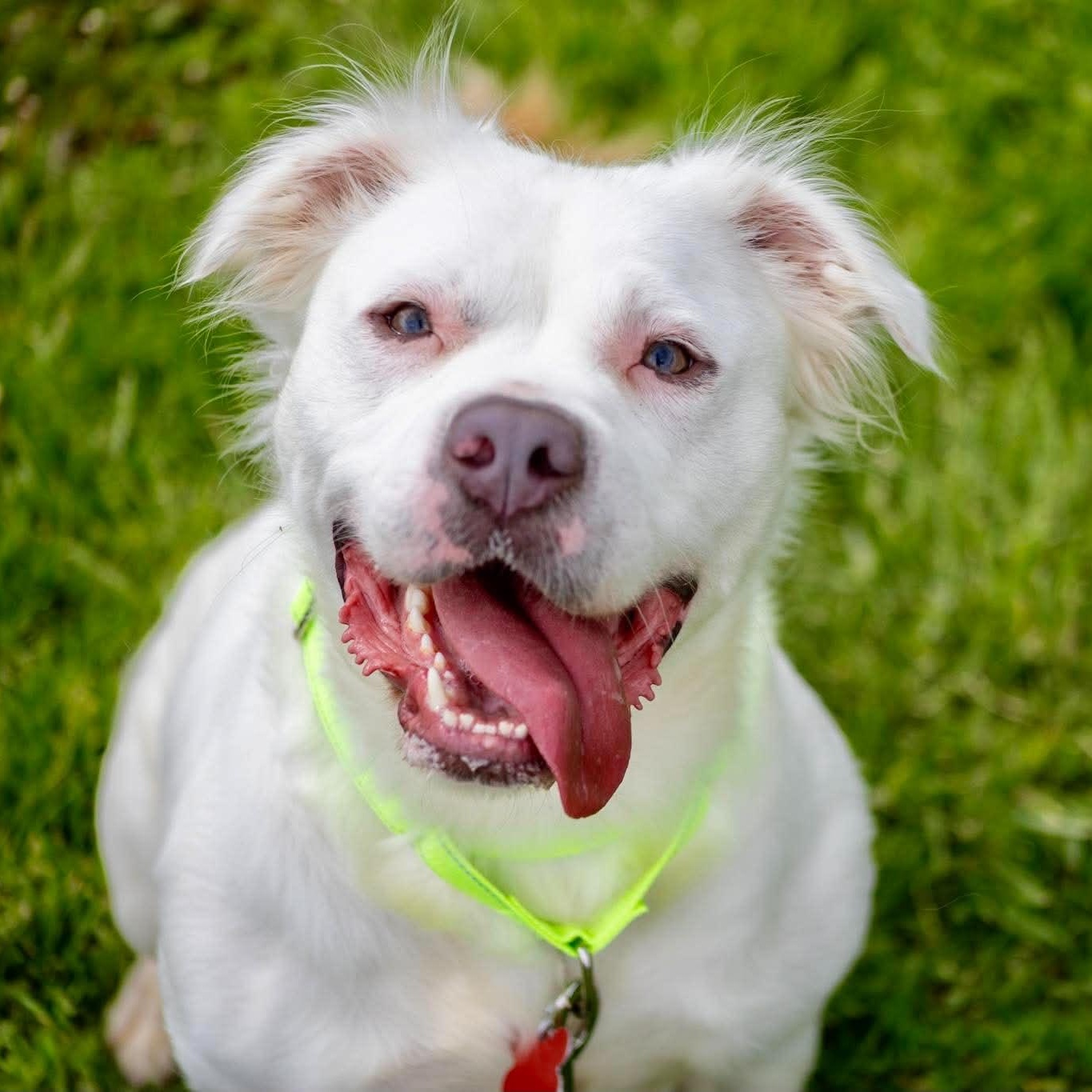 Renny, ADOPTABLE, Young Female Terrier.