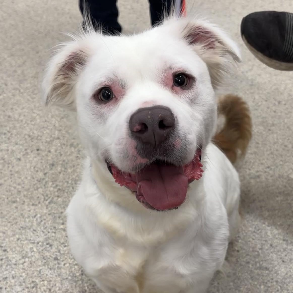 Renny, a ADOPTABLE Terrier in Valparaiso, IN image 2/3