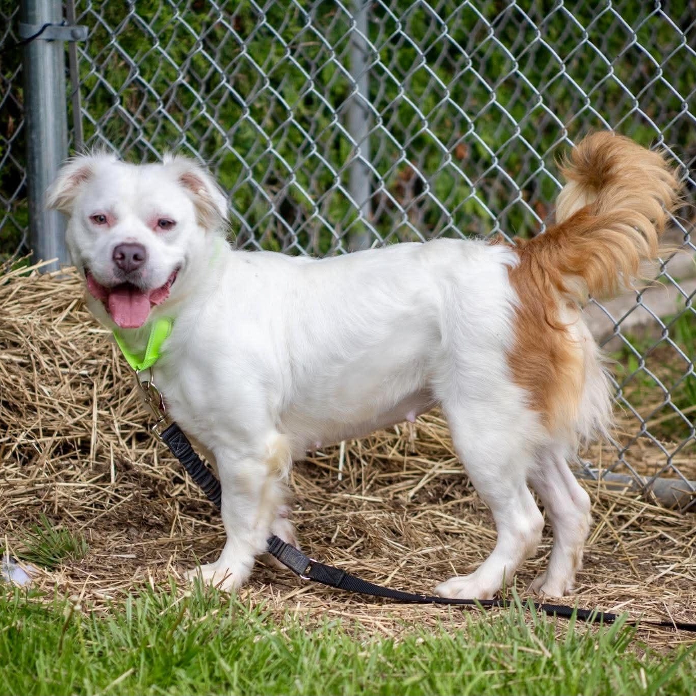Renny, a ADOPTABLE Terrier in Valparaiso, IN image 3/3